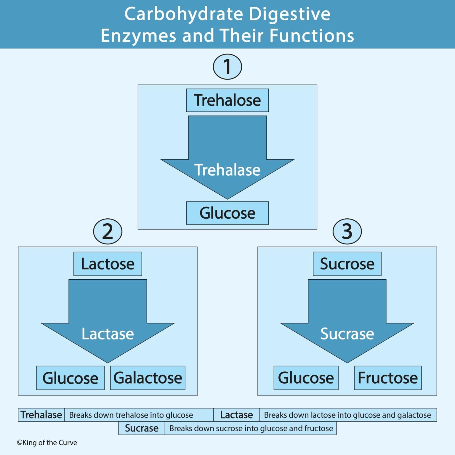 🍞 Carbohydrate Digestive Enzymes and Their Functions