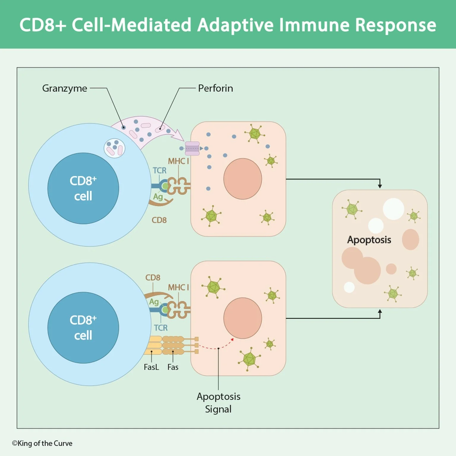 🧬 CD8+ Cell-Mediated Adaptive Immune Response: How Cytotoxic T Cells Kill Infected Cells
