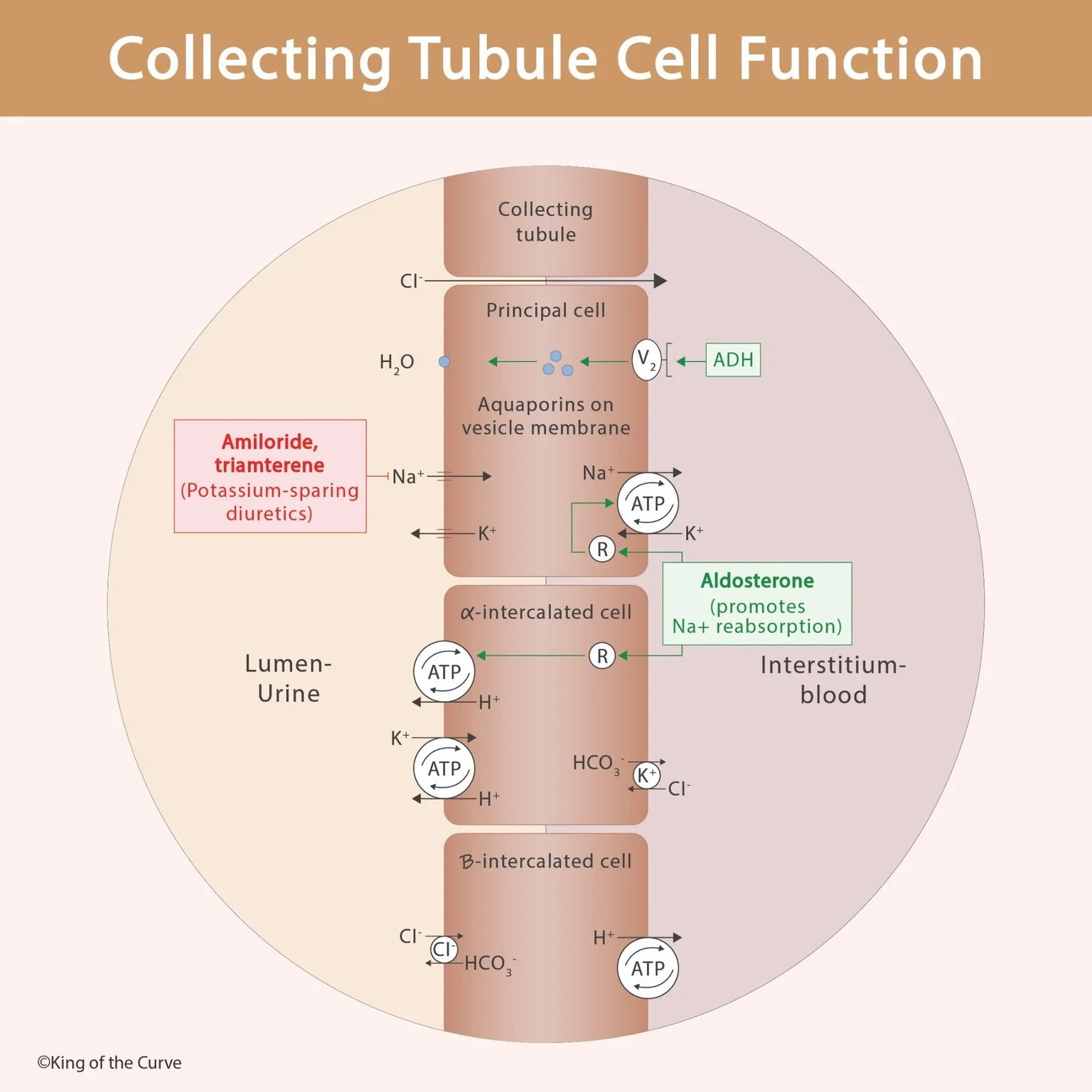 🚰 Collecting Tubule Cell Function Explained: ADH, Aldosterone, and Diuretics
