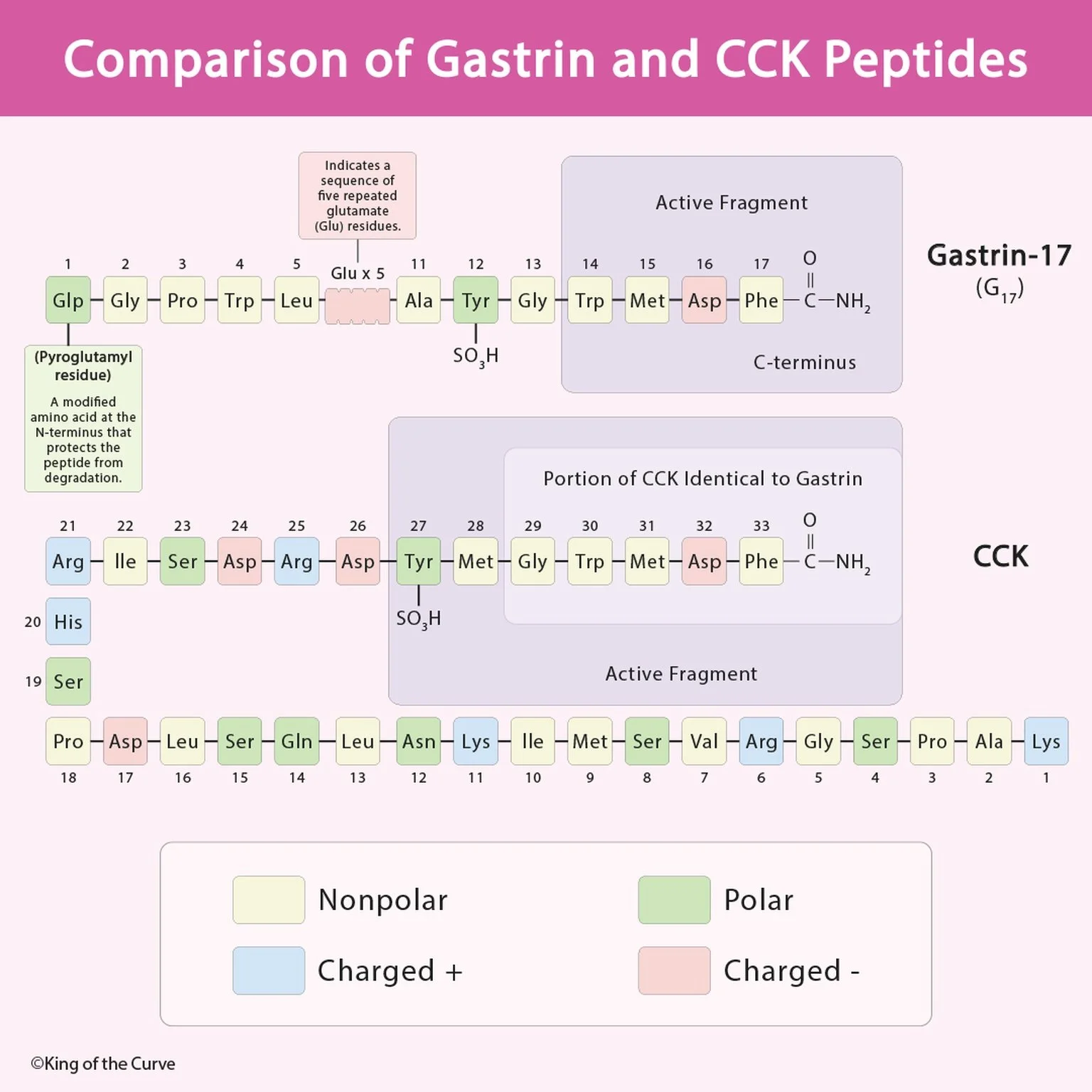 🧠 Why Gastrin vs CCK Matters?