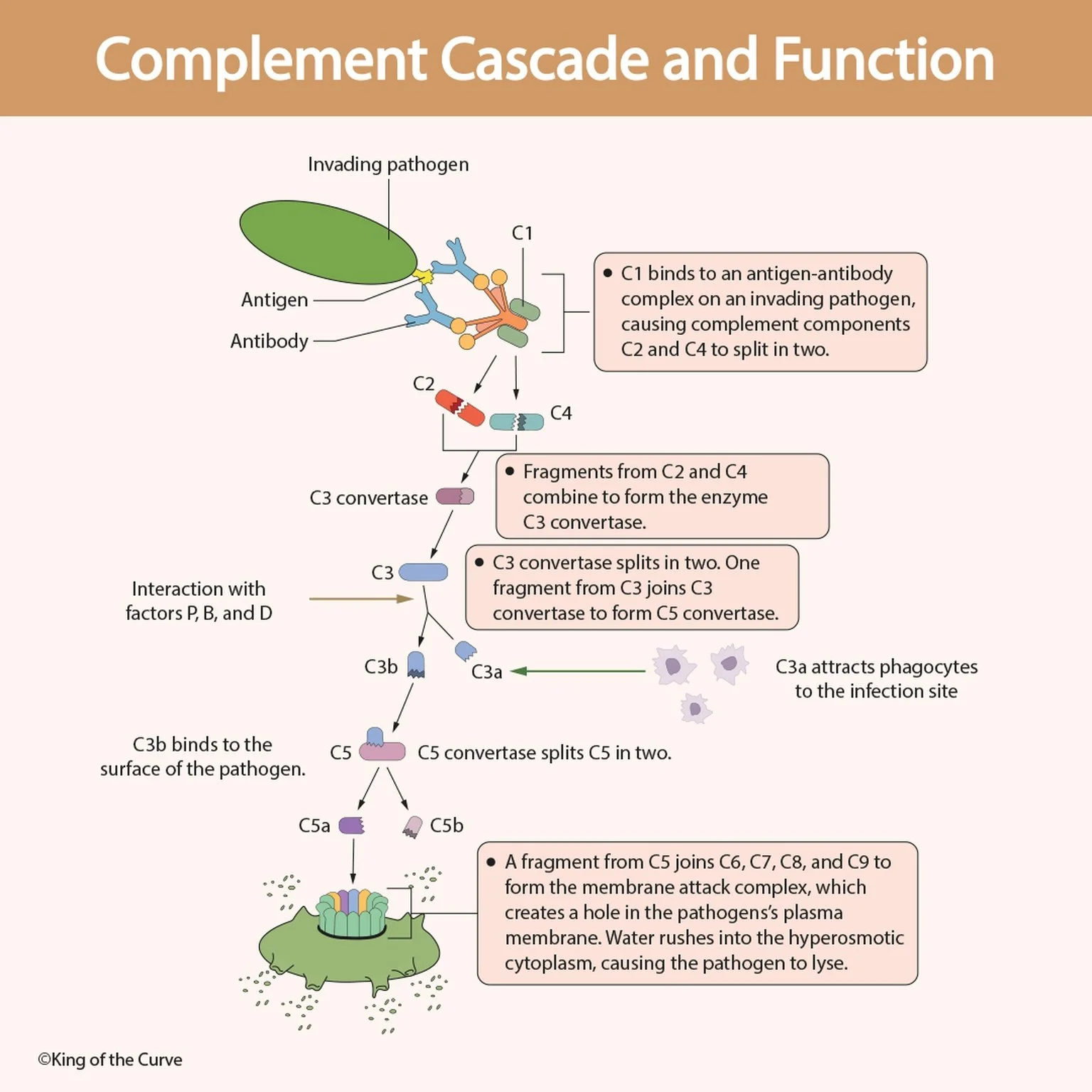 🧬 Complement Cascade and Function: How Your Immune System Destroys Pathogens