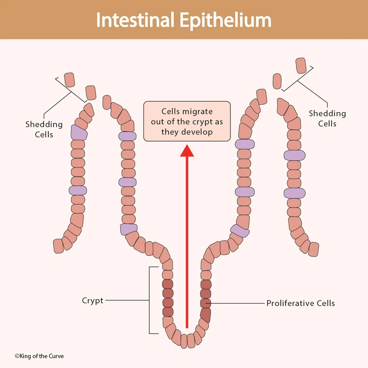 🧬 Intestinal Epithelium: Structure, Renewal, and Function