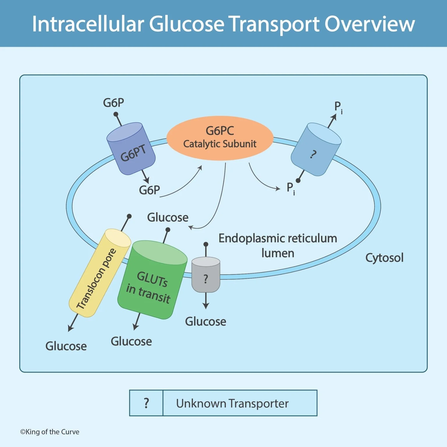 🧬 Intracellular Glucose Transport Overview: How Glucose Moves Inside the Cell