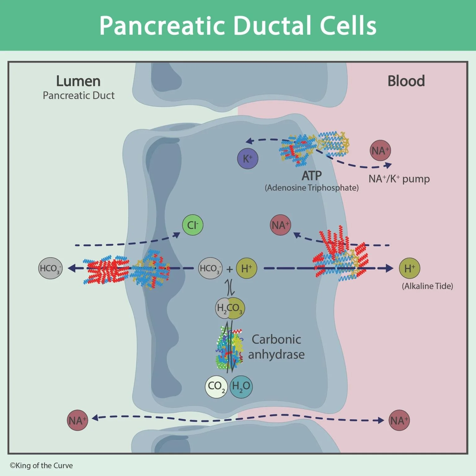 🟢 Pancreatic Ductal Cells: How the Pancreas Creates Bicarbonate-Rich Fluid