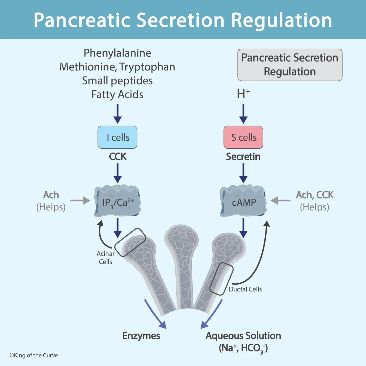🩺 Pancreatic Secretion Regulation: How Digestive Enzymes and Bicarbonate Are Controlled