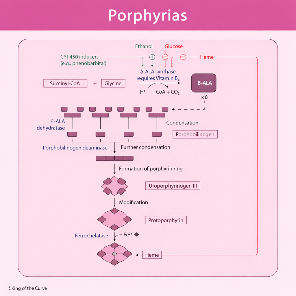 🧬 Porphyrias: Understanding Disorders of Heme Synthesis