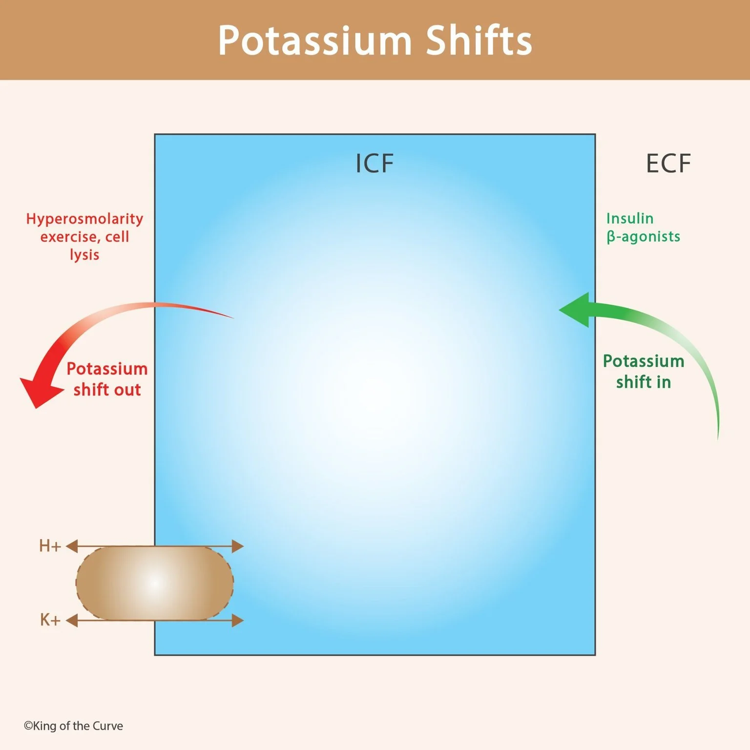 Potassium Shifts: Movement Between ICF and ECF