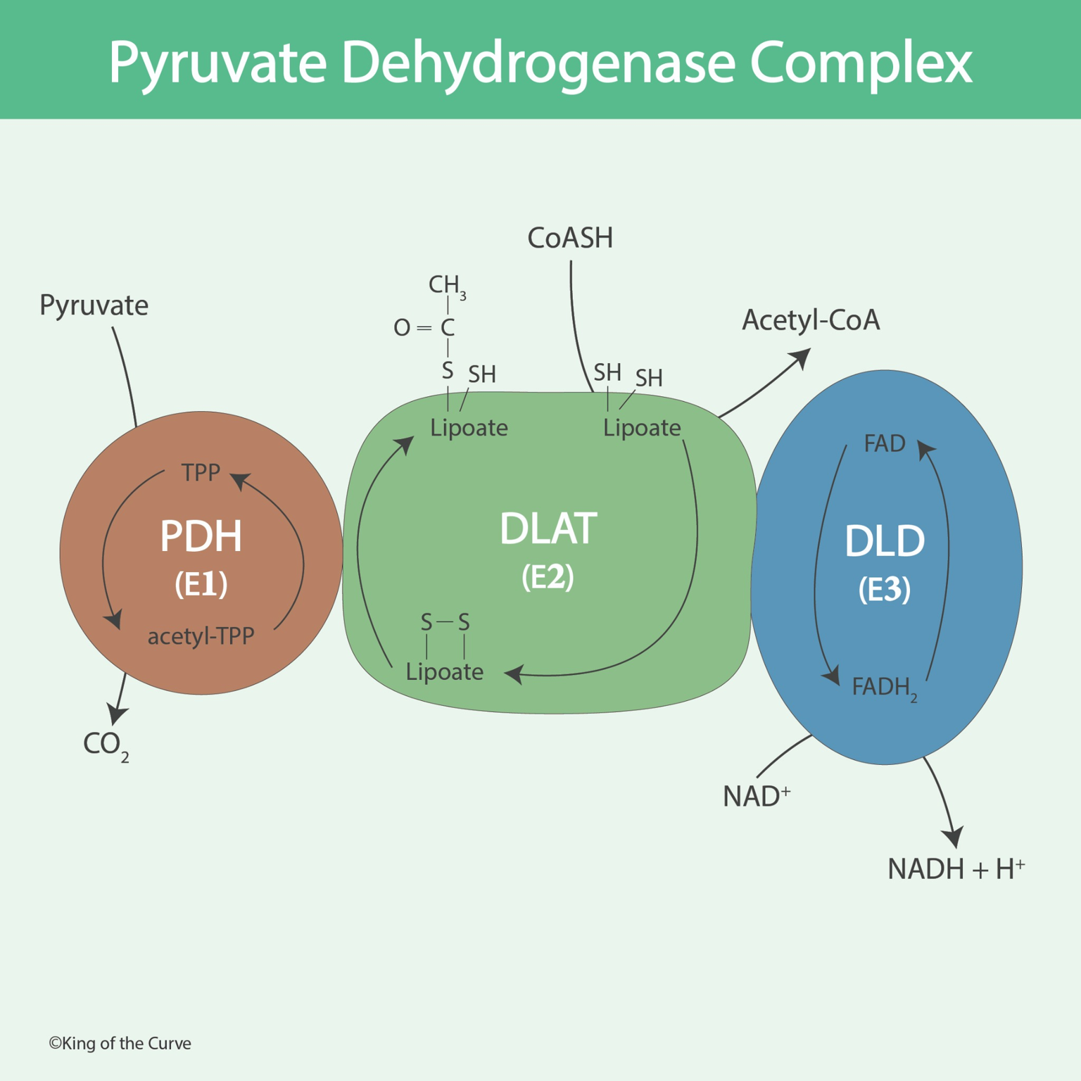 🔥 Pyruvate Dehydrogenase Complex: The Most Tested Metabolism Bridge on the MCAT