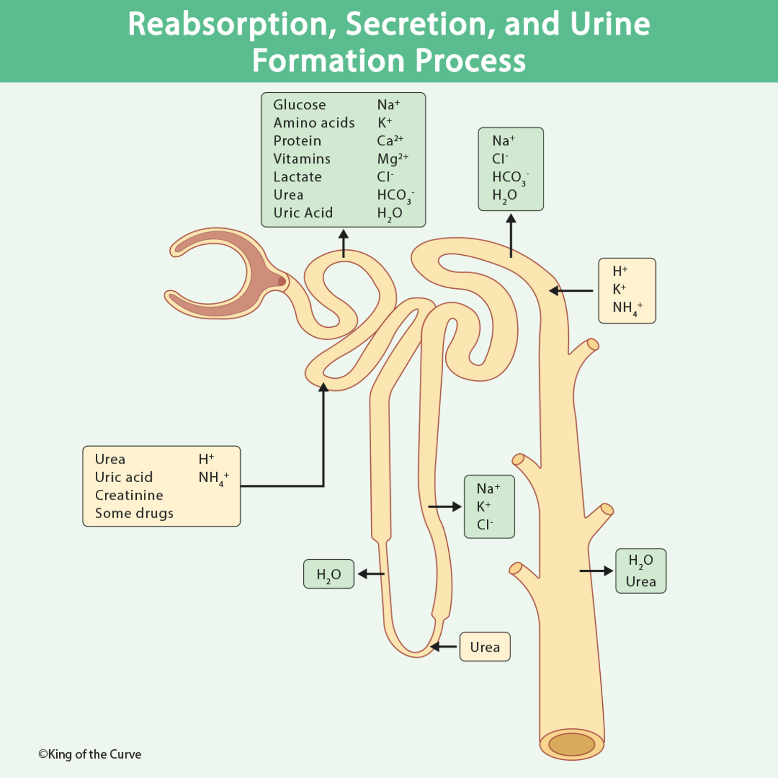 💧 Reabsorption, Secretion, and Urine Formation: The Nephron Process Every MCAT Student Must Know