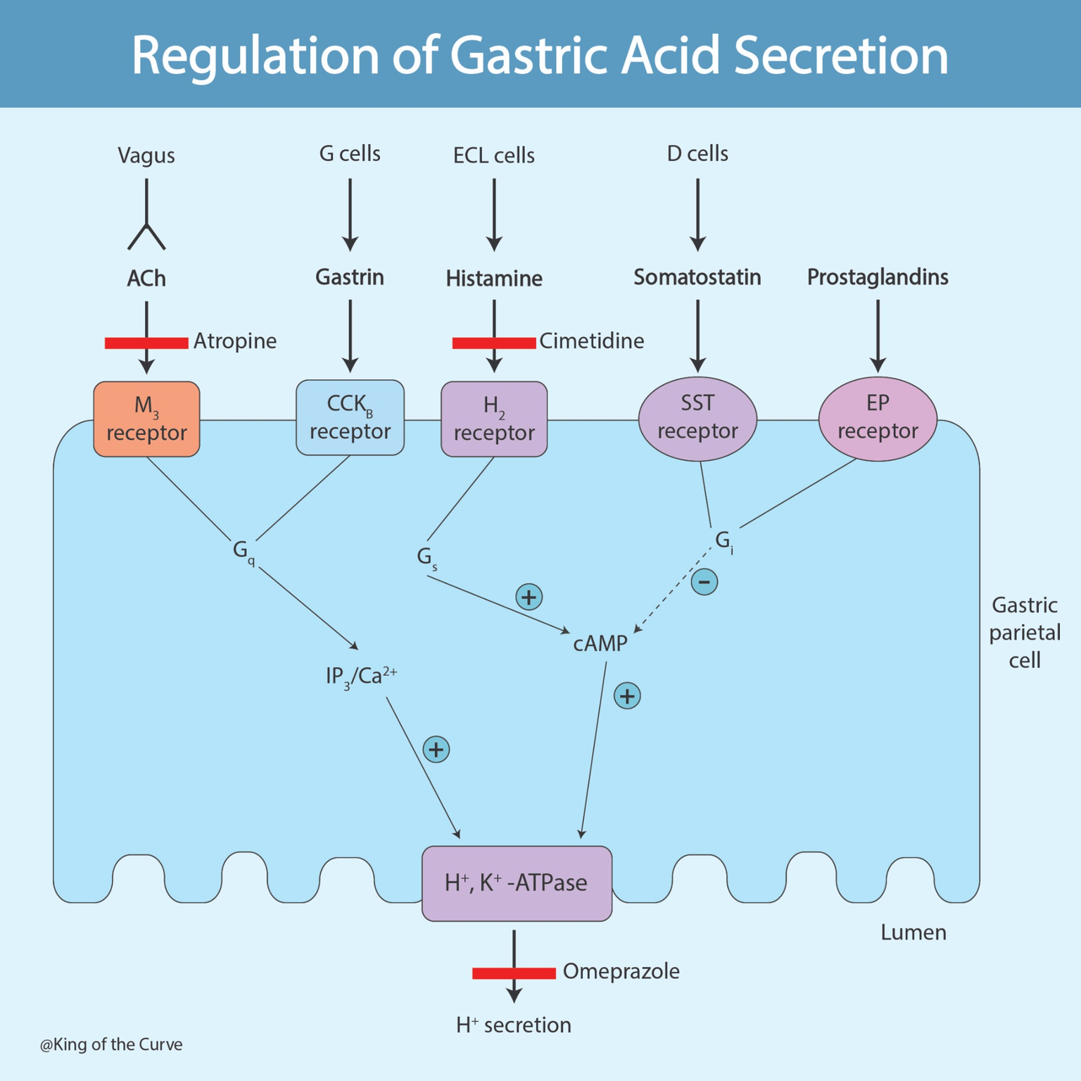 🧪 Regulation of Gastric Acid Secretion