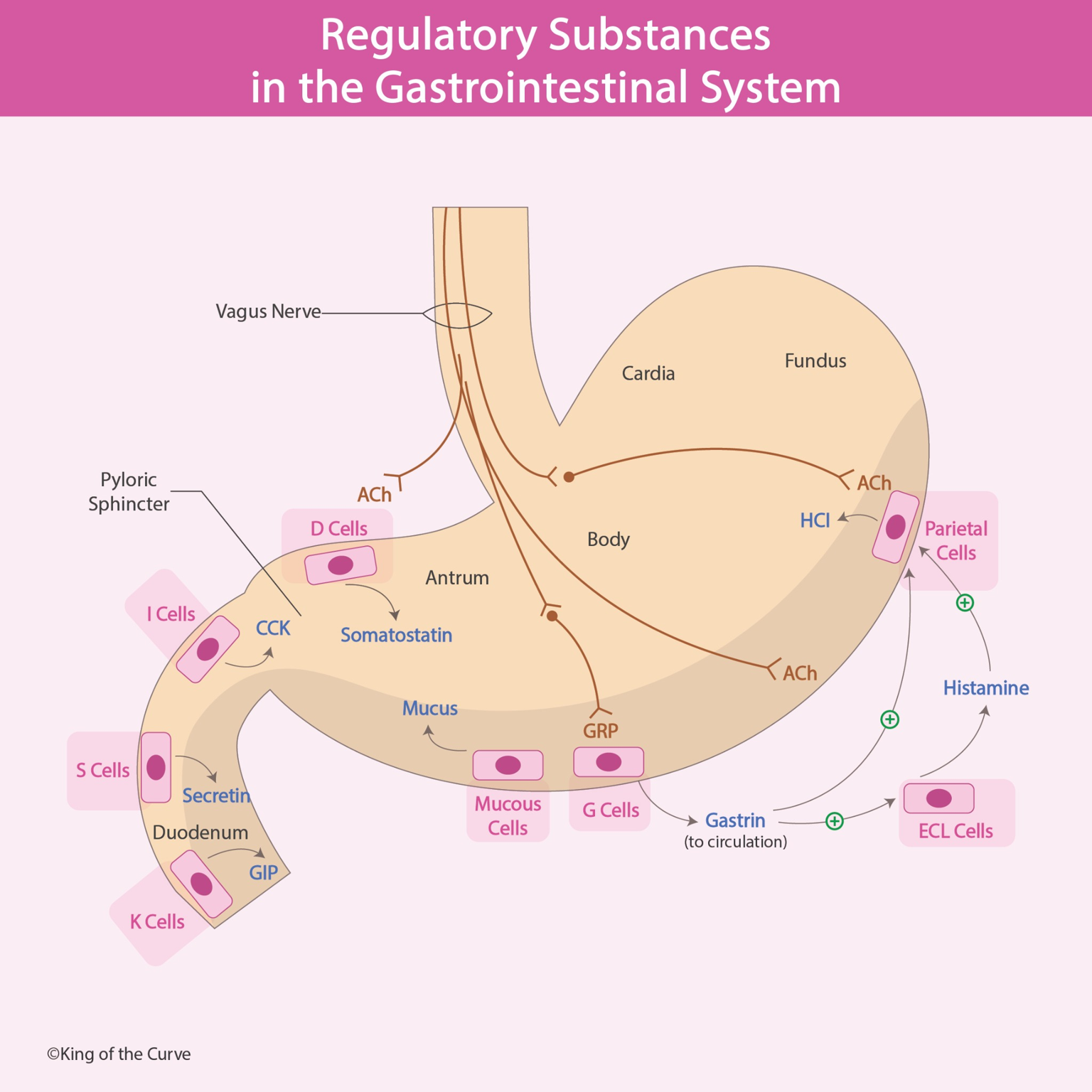 🧠 Regulatory Substances in the Gastrointestinal System