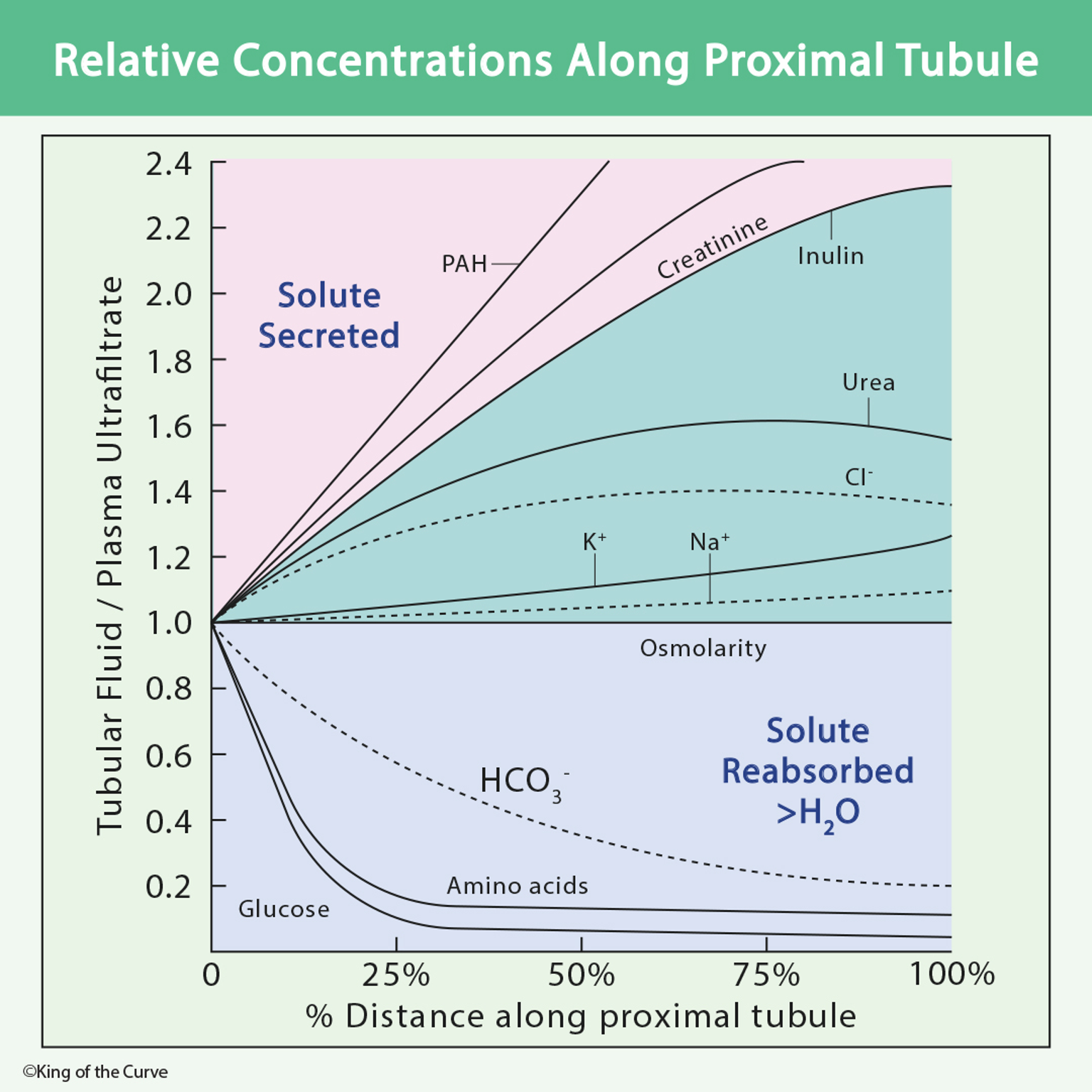 🧪 Relative Concentrations Along the Proximal Tubule