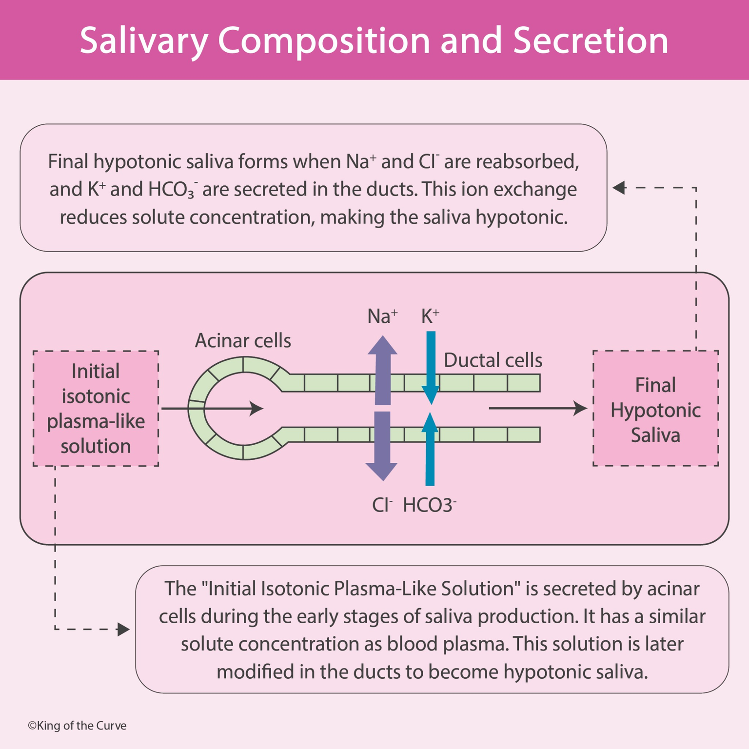 🧪 Salivary Composition and Secretion: From Isotonic to Hypotonic