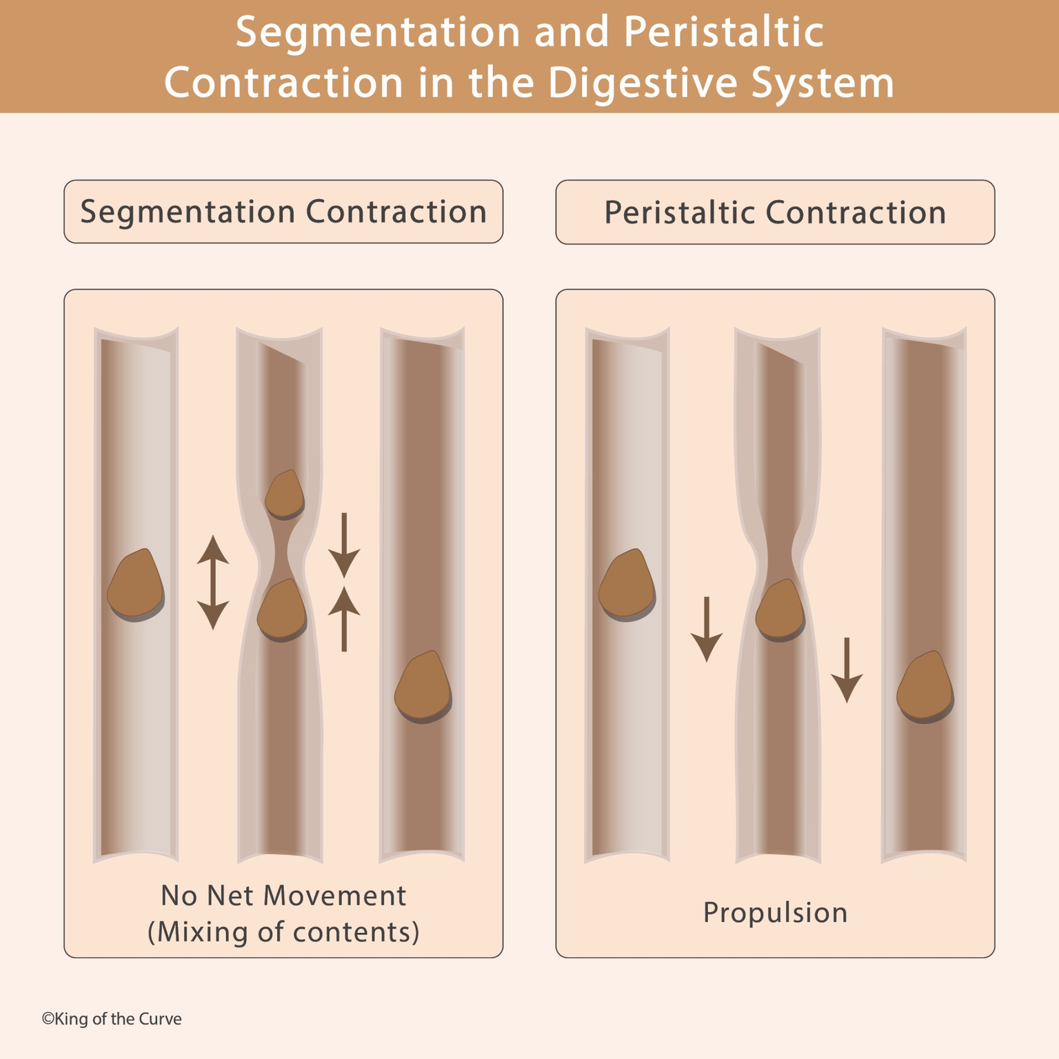 🍽️ Segmentation vs Peristaltic Contraction in the Digestive System