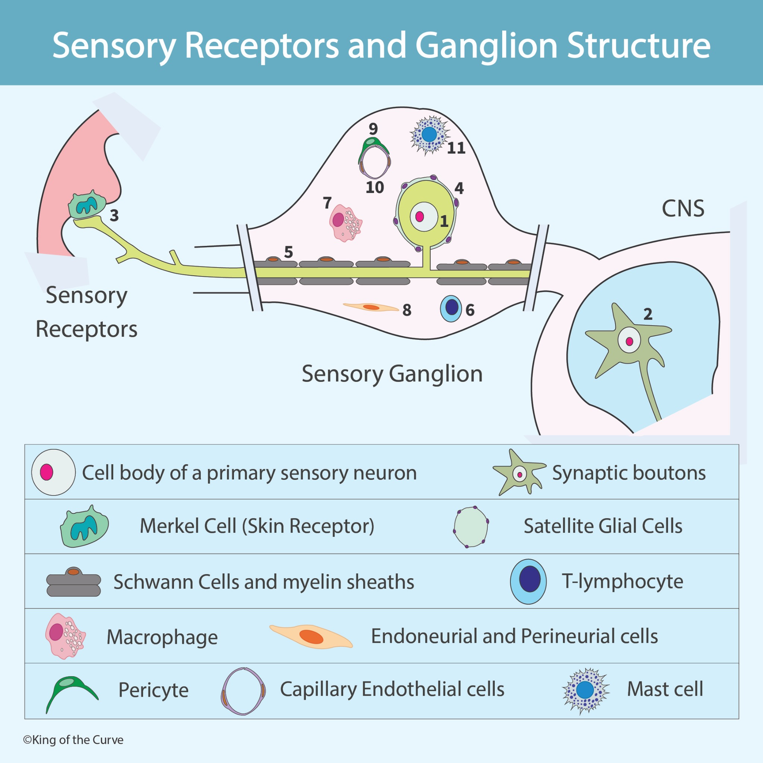 🧠 Sensory Receptors and Ganglion Structure Explained