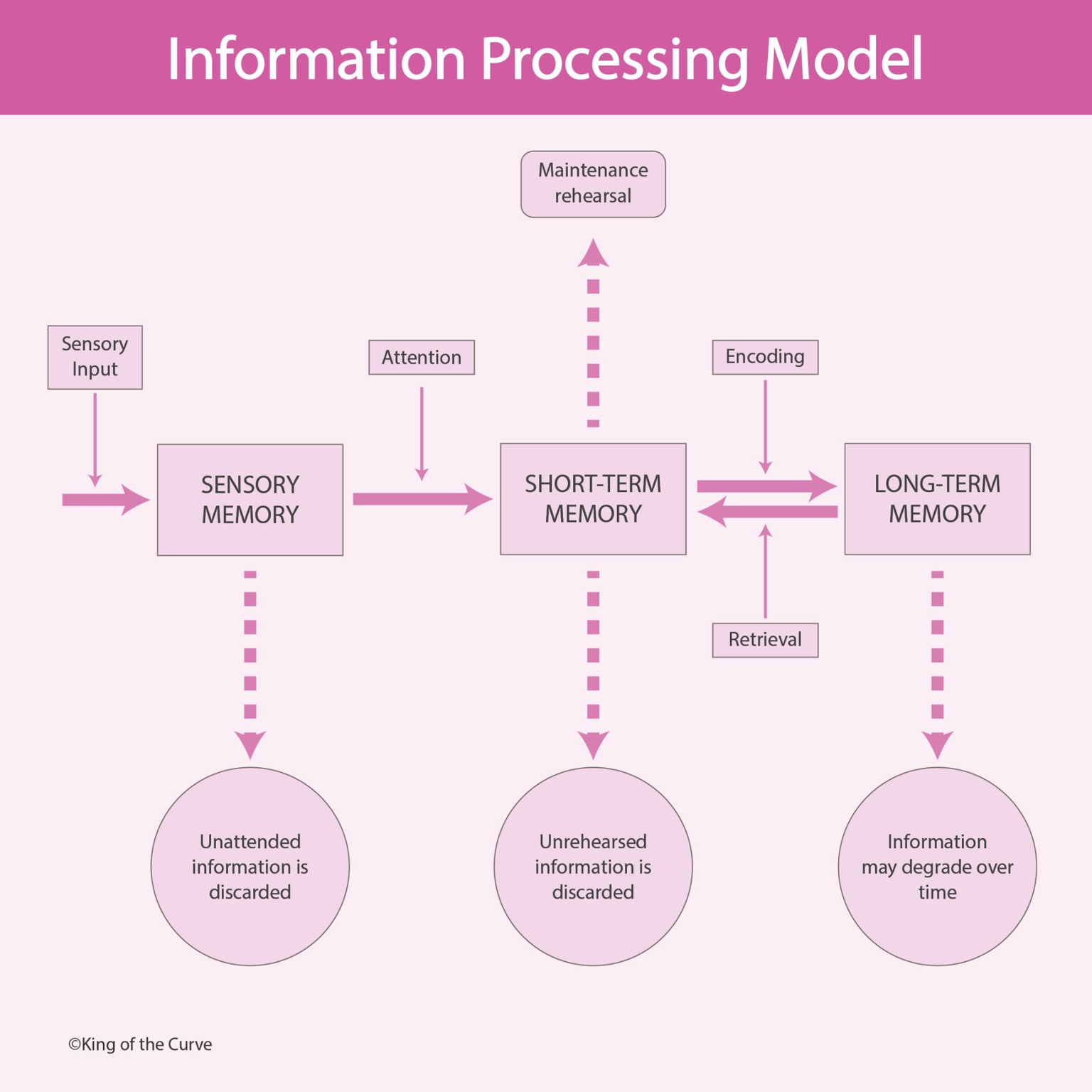 🧠 The Information Processing Model: How the Brain Stores and Retrieves Memory