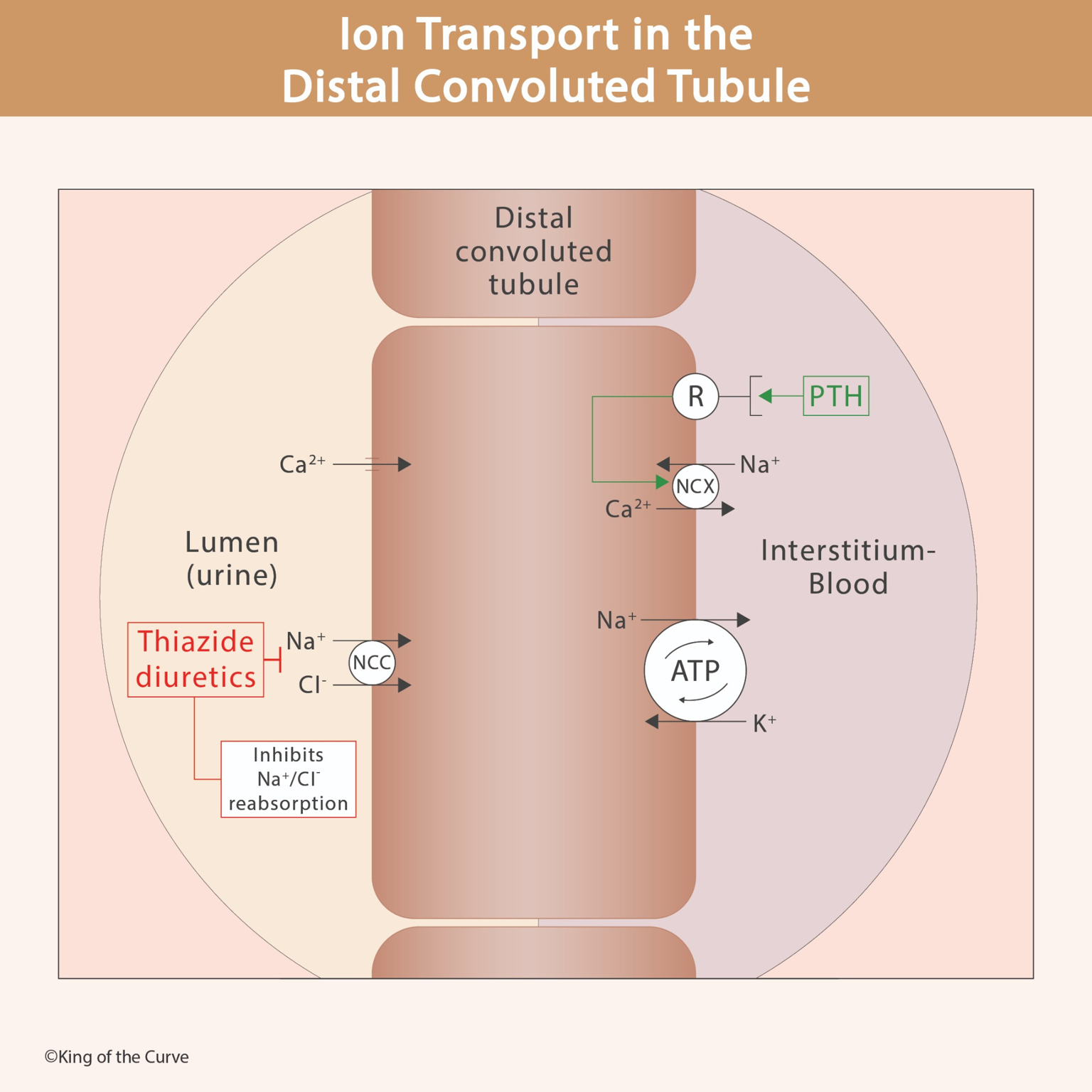 🧬 Ion Transport in the Distal Convoluted Tubule: Understanding Kidney Electrolyte Regulation