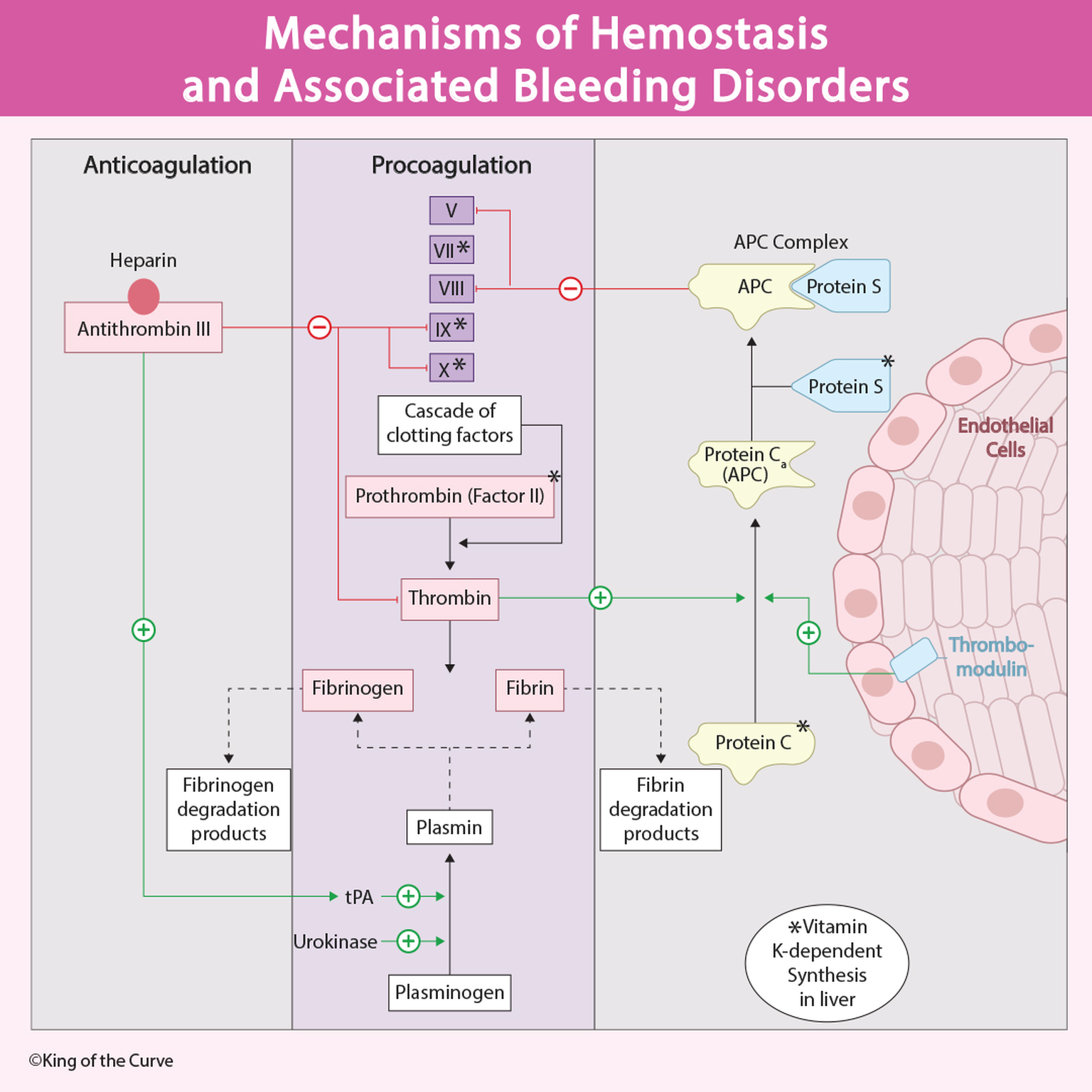 🩸 Mechanisms of Hemostasis and Associated Bleeding Disorders