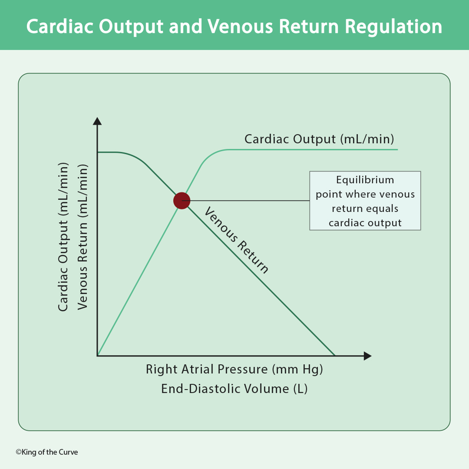 🫀 Cardiac Output vs Venous Return Explained