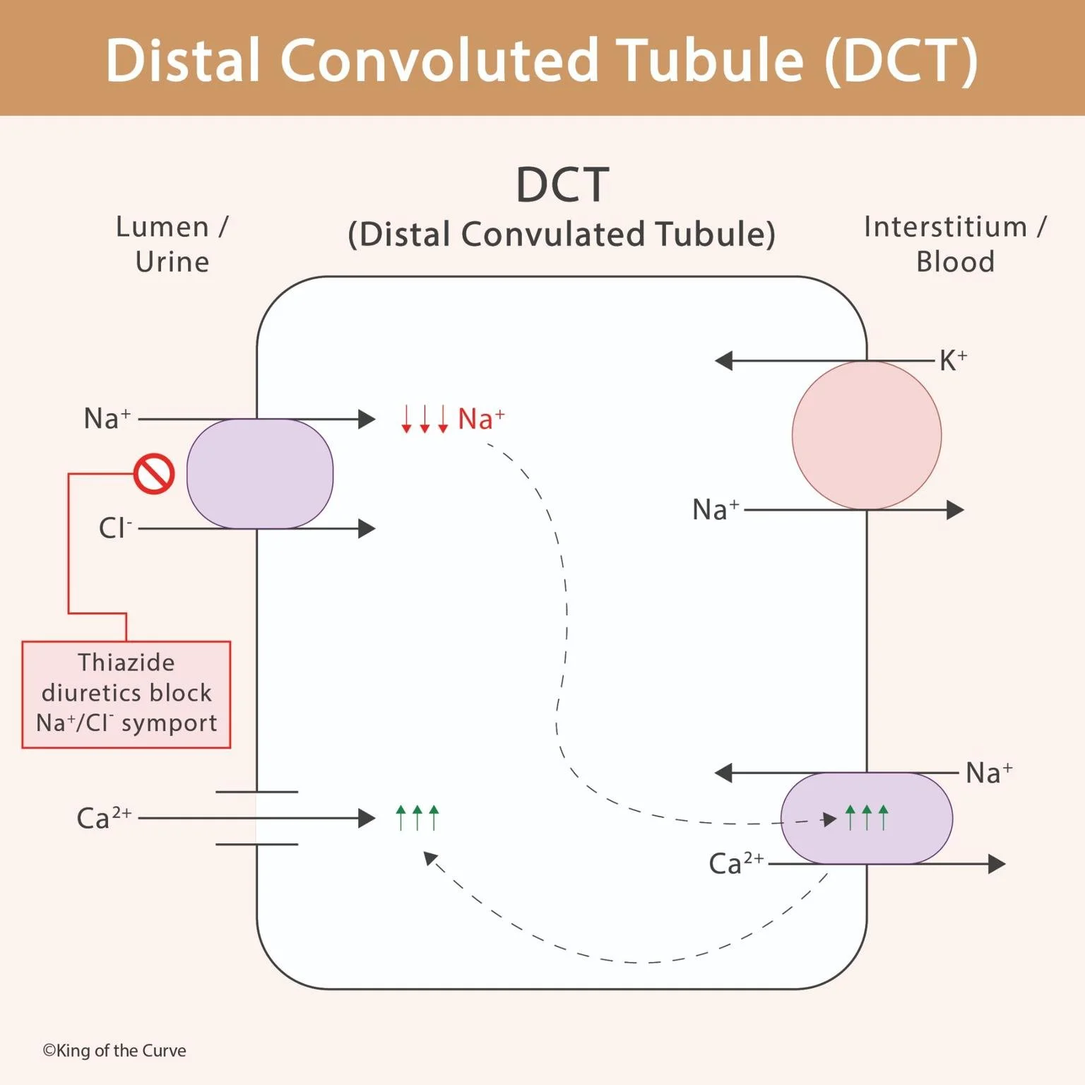 🧠 Distal Convoluted Tubule (DCT): Function and Pharmacology