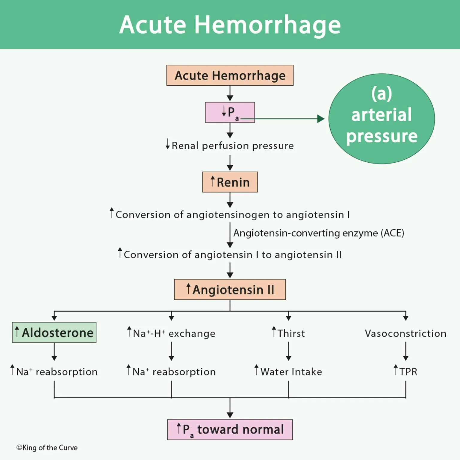 🩸 Acute Hemorrhage and the RAAS Response