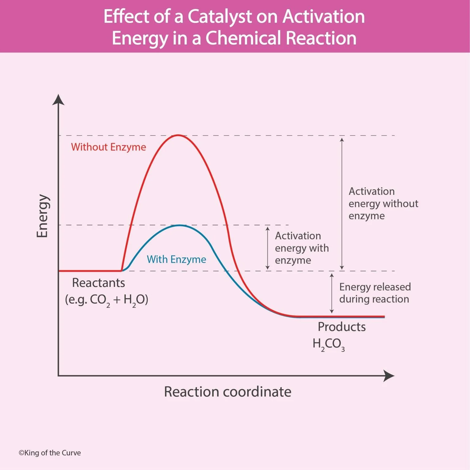 🧪 Effect of a Catalyst on Activation Energy in a Chemical Reaction