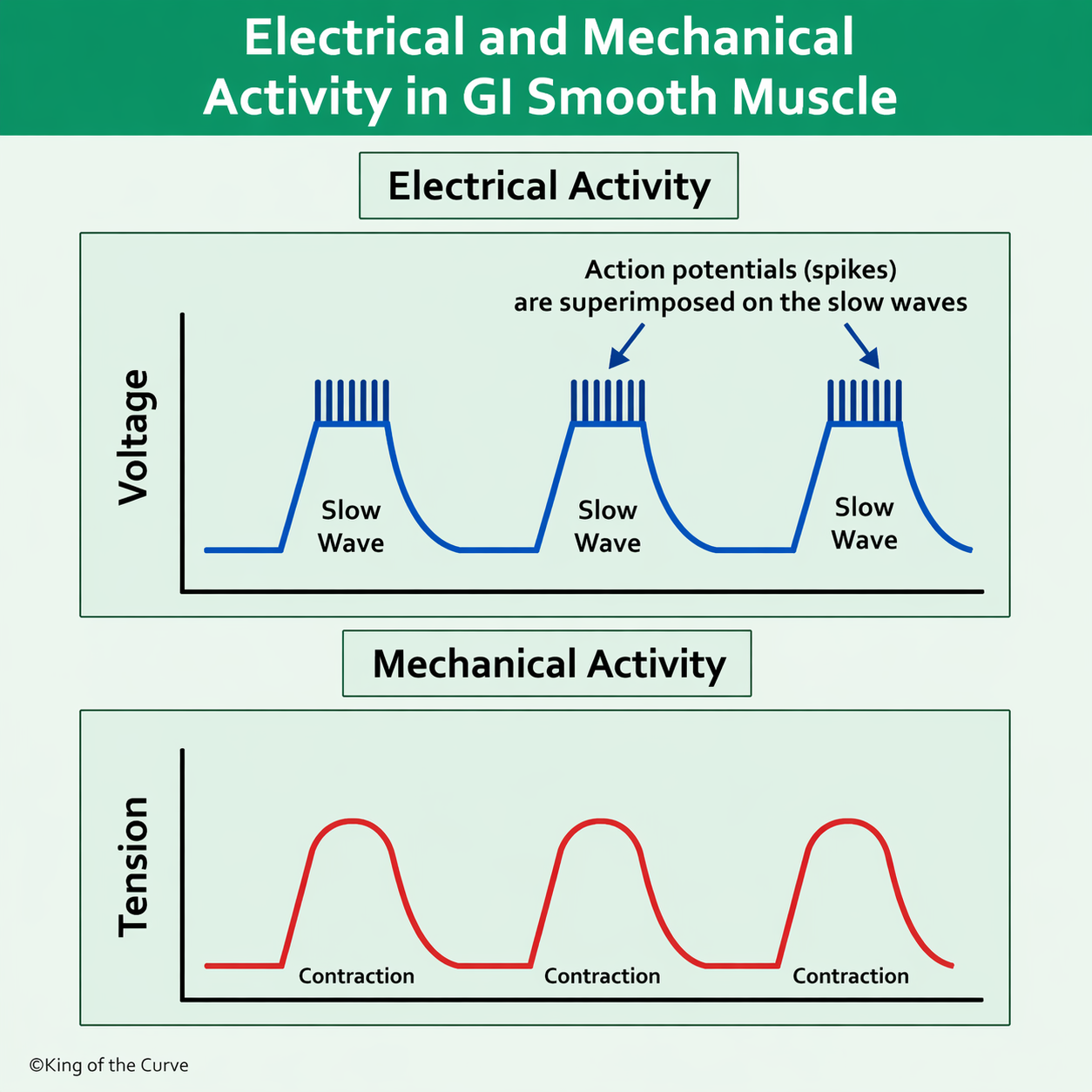 ⚡ Electrical and Mechanical Activity in GI Smooth Muscle