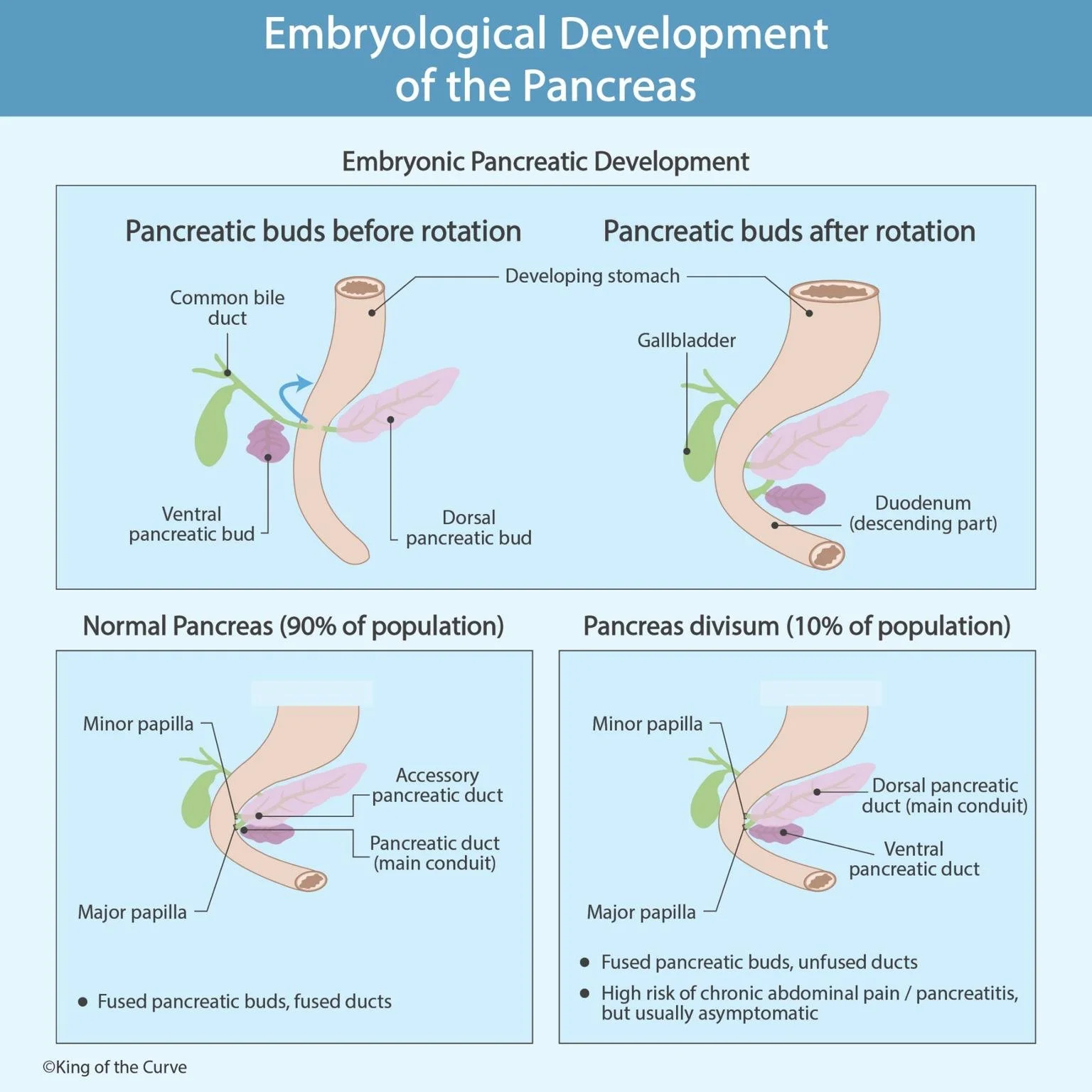 🧬 Embryological Development of the Pancreas