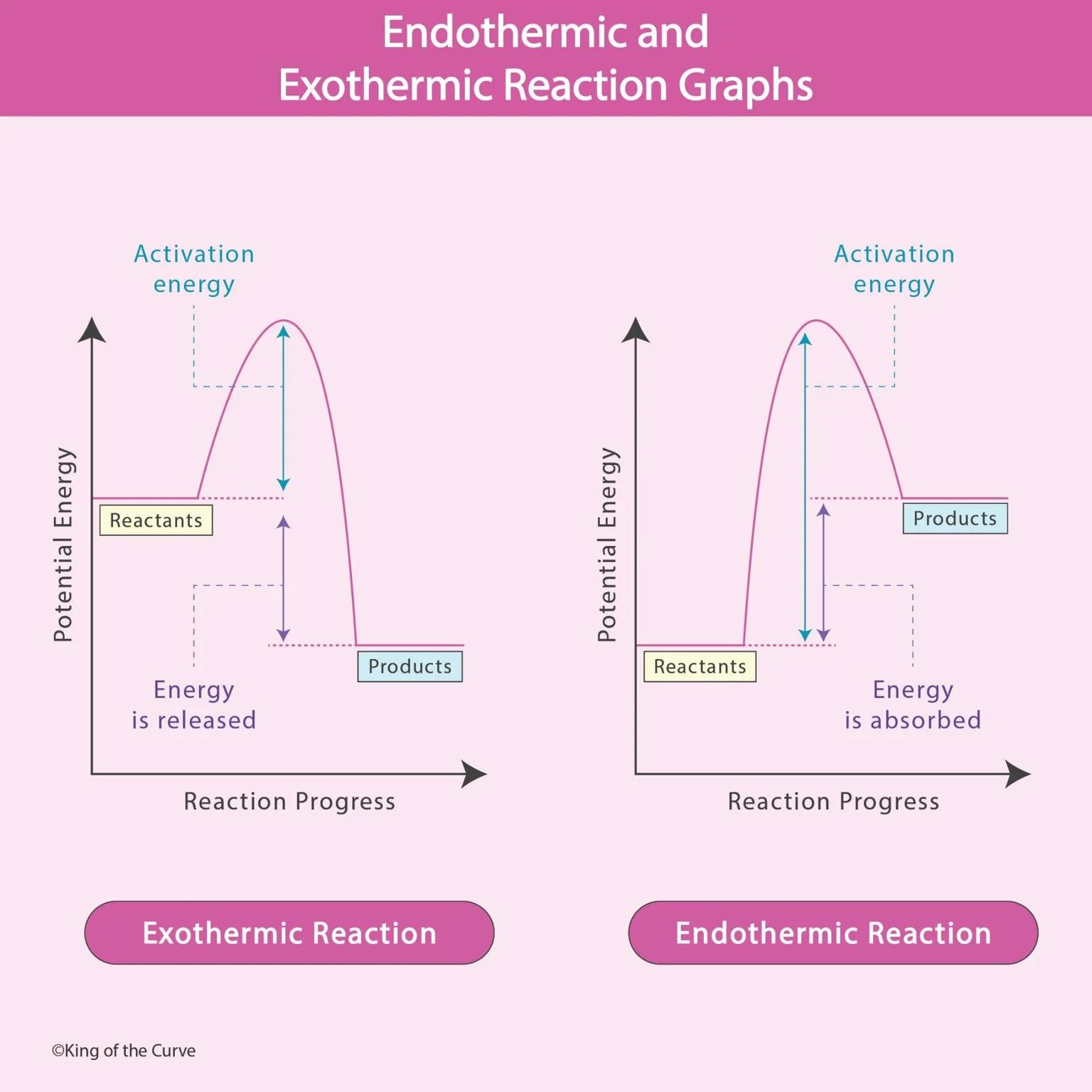 ⚗️ Endothermic vs Exothermic Reaction Graphs
