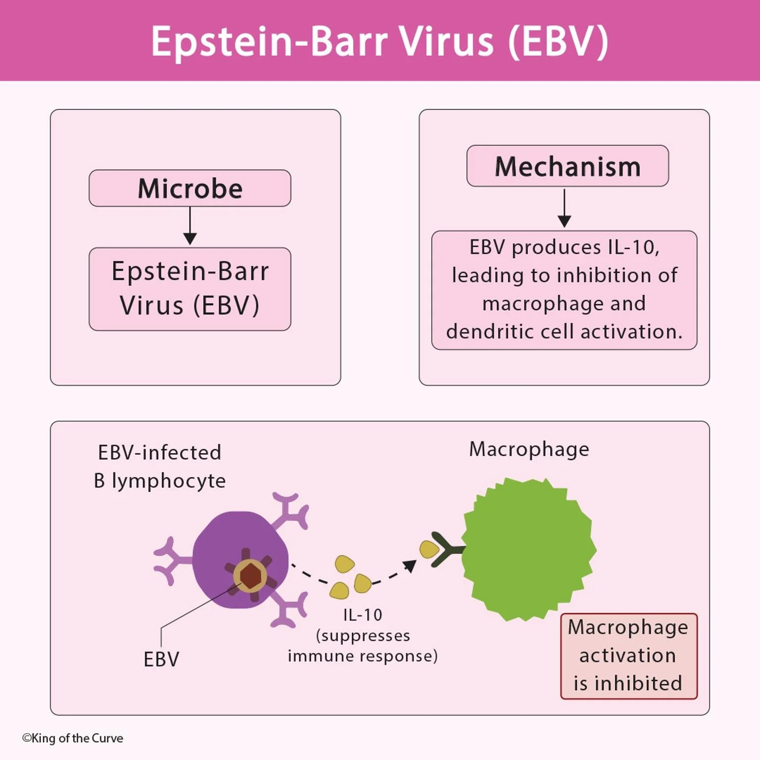 🦠 Epstein-Barr Virus (EBV)