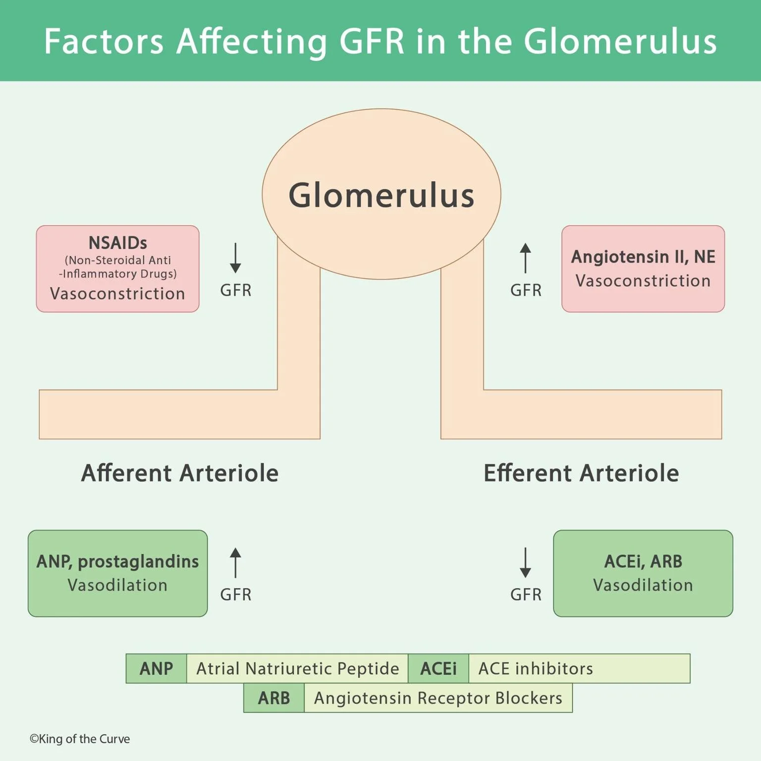 🧠 Factors Affecting GFR in the Glomerulus