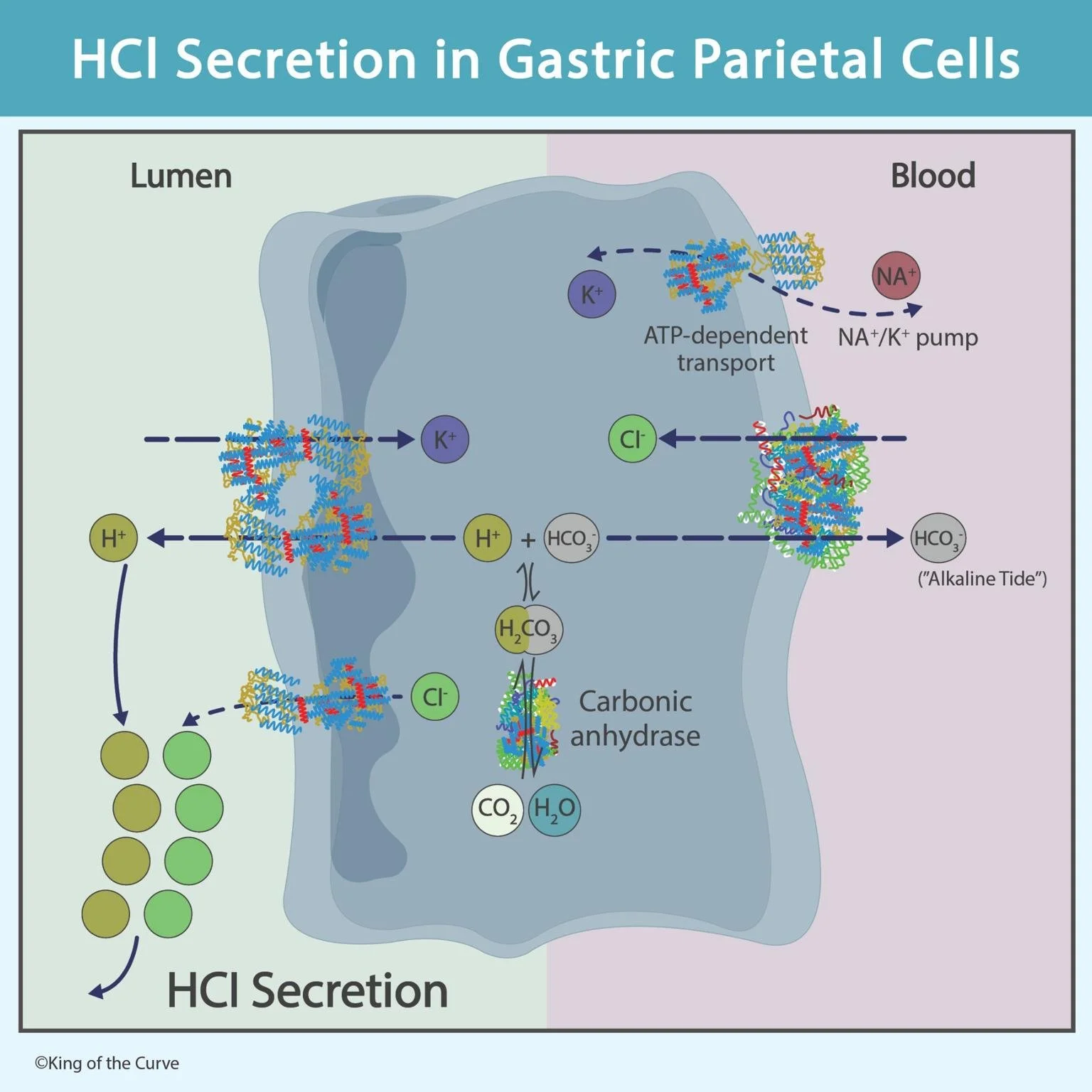 🧪 HCl Secretion in Gastric Parietal Cells: Mechanism Explained
