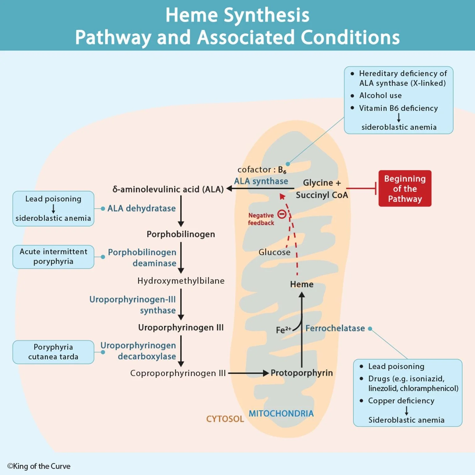 🩸 Heme Synthesis Pathway and Associated Conditions Explained