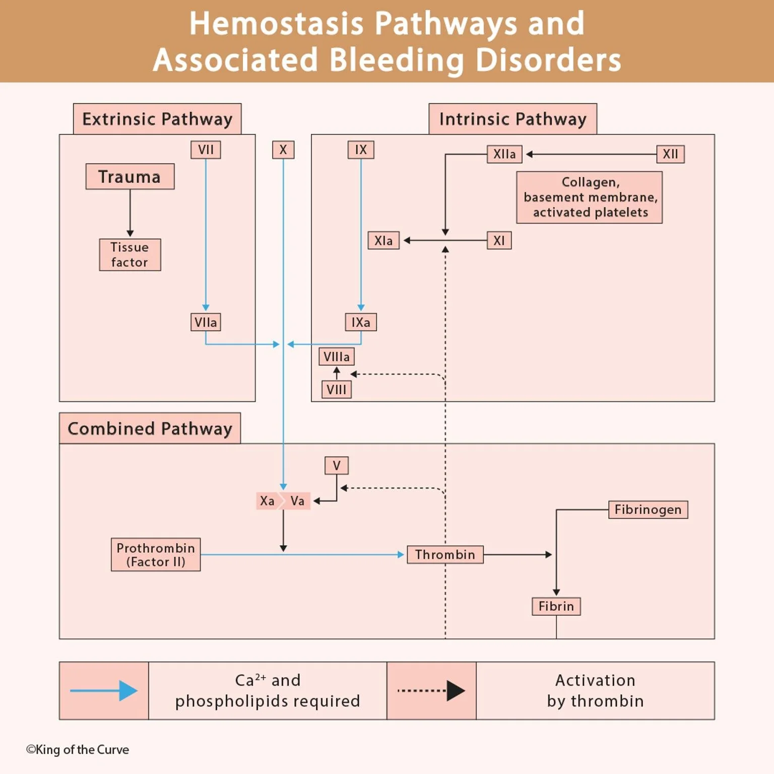🩸 Hemostasis Pathways and Associated Bleeding Disorders