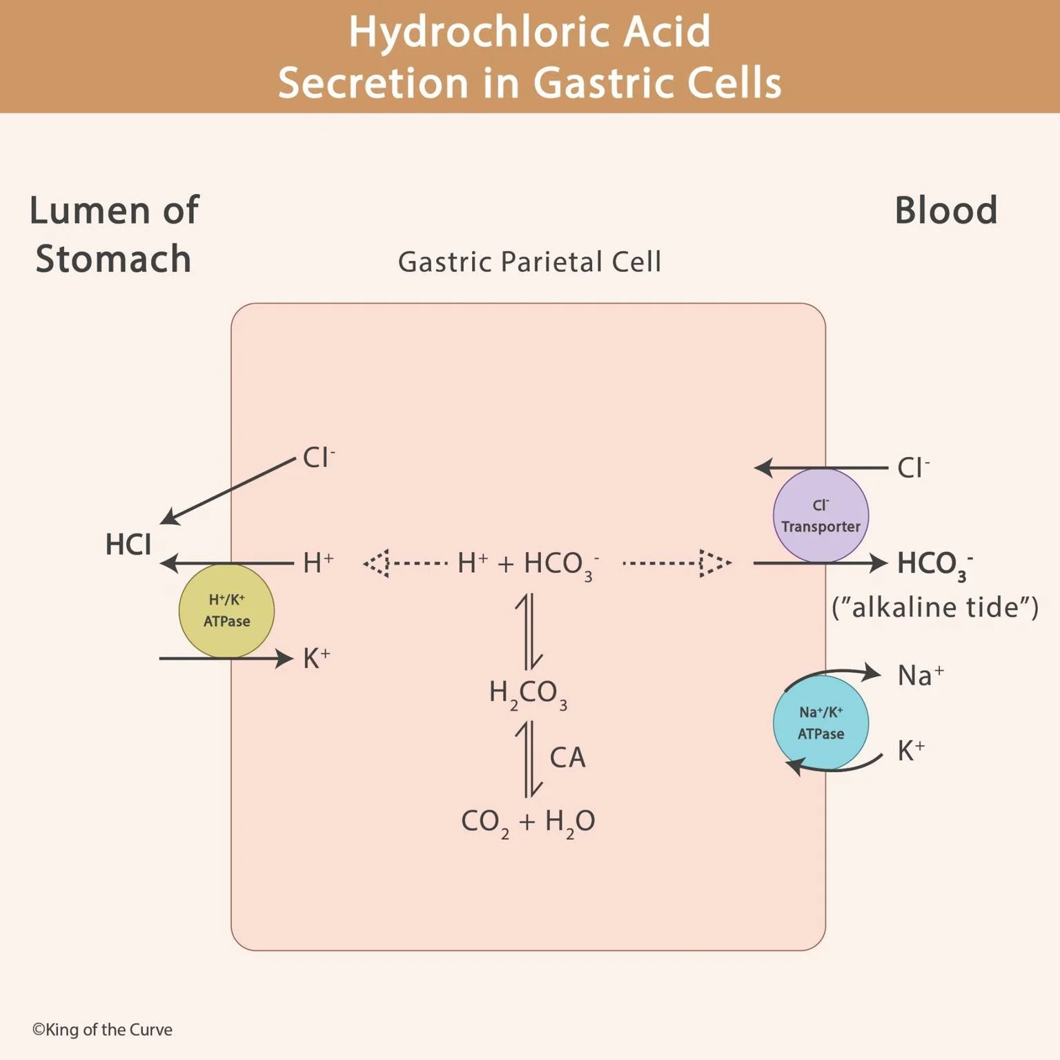 🧪 Hydrochloric Acid Secretion in Gastric Cells