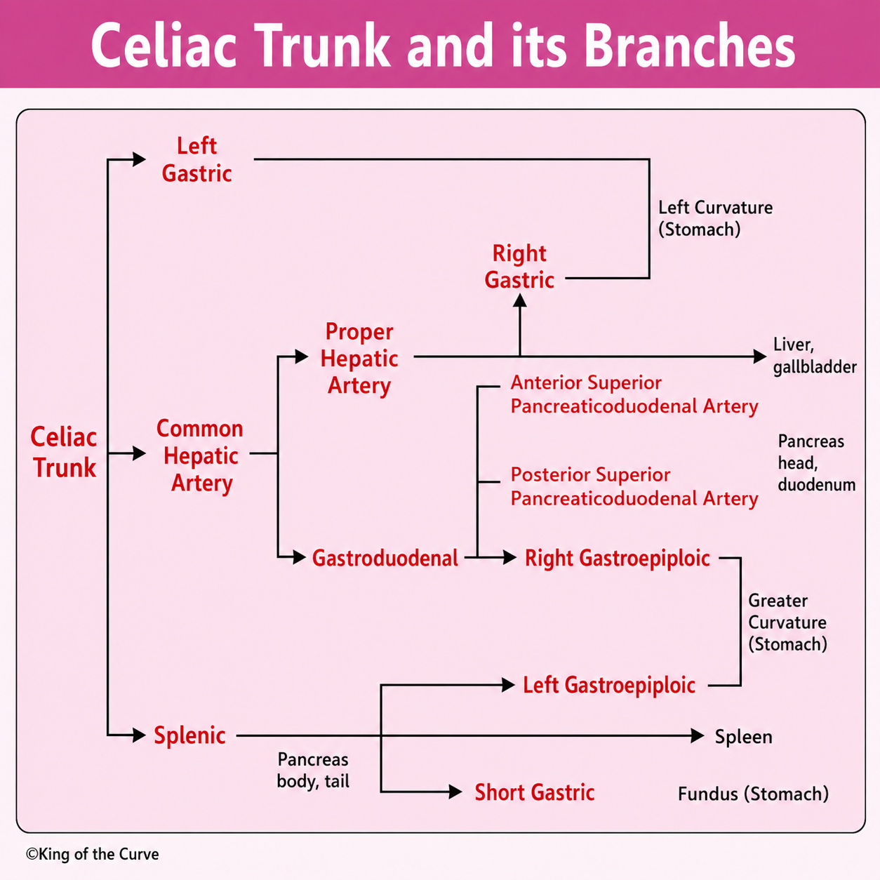 🌸 Celiac Trunk and Its Branches