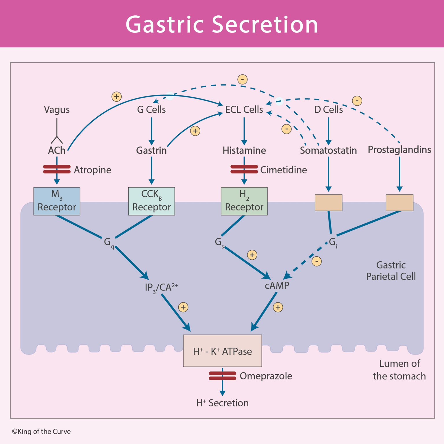 🍽️ Introduction to Gastric Secretion