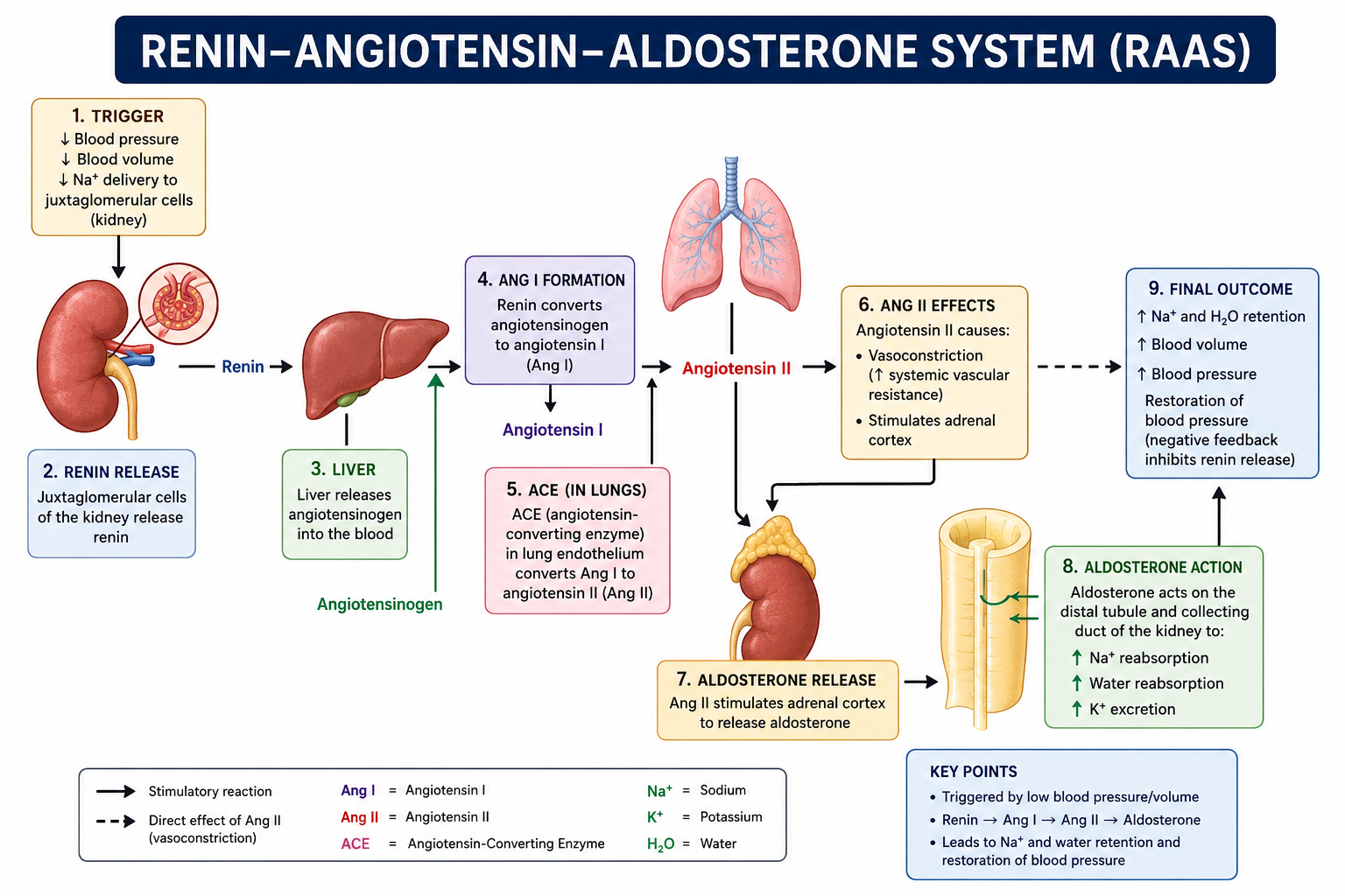 Master the Renin-Angiotensin-Aldosterone System (RAAS) for the MCAT &amp; Beyond