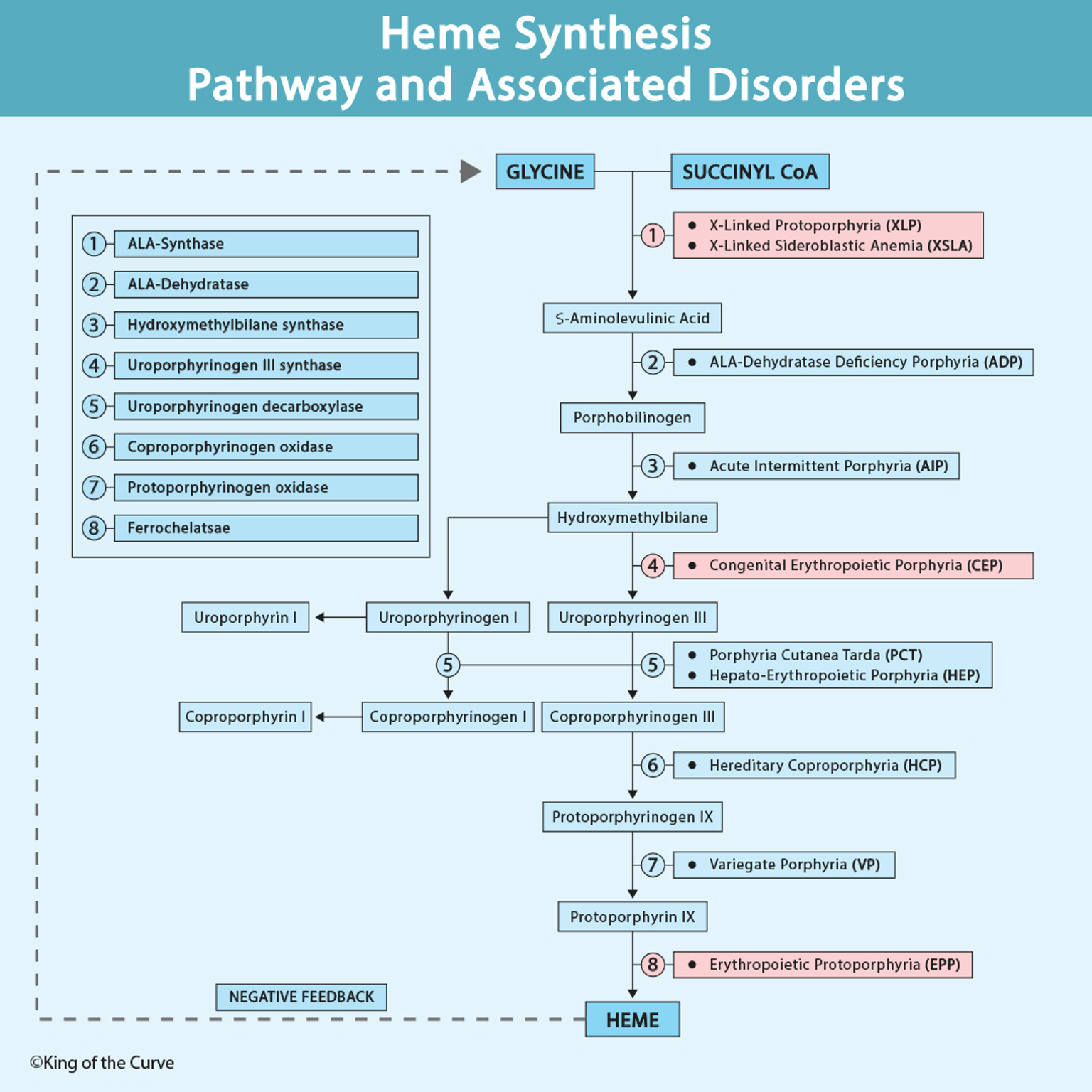 🧬 Heme Synthesis Pathway and Associated Disorders
