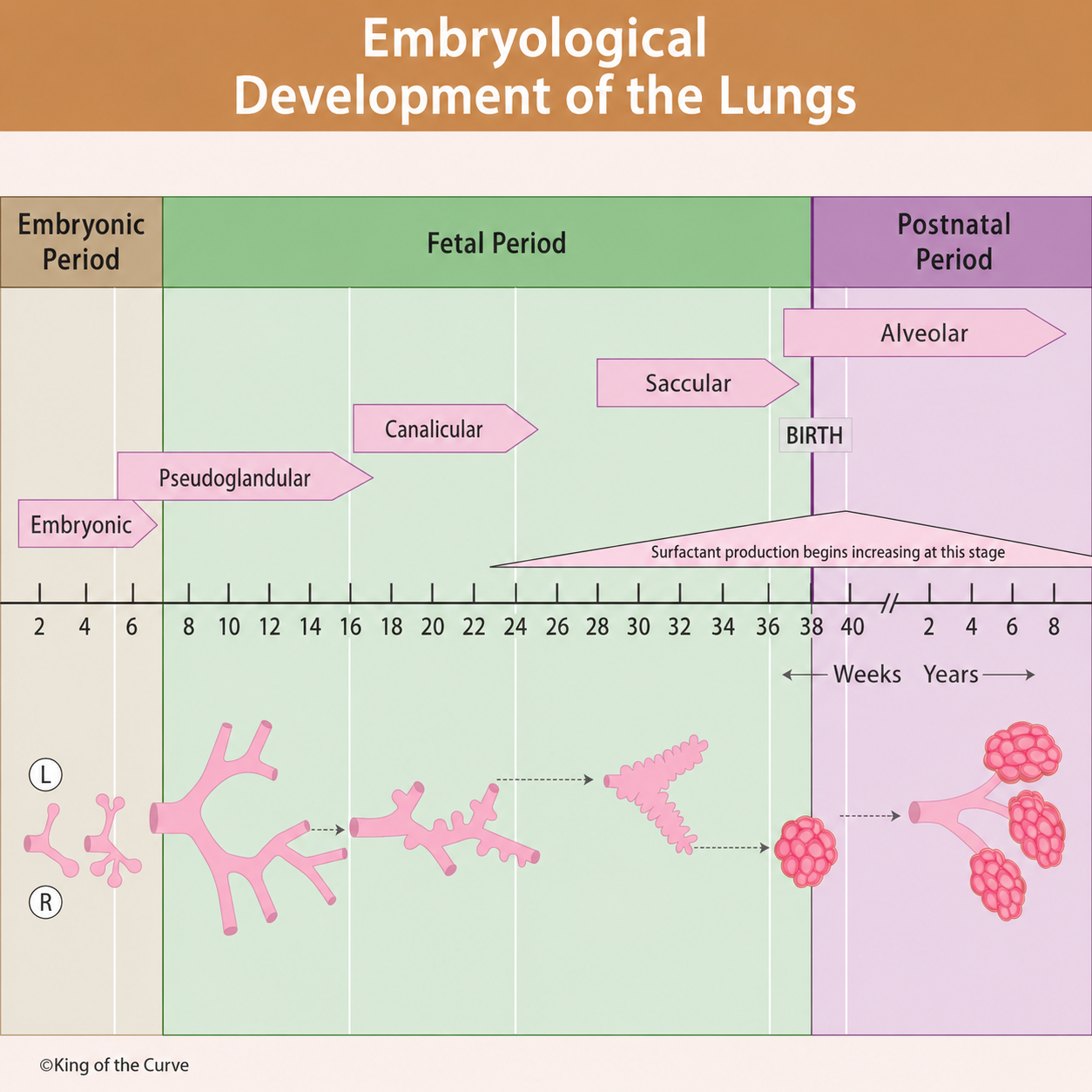 🫁 Embryological Development of the Lungs