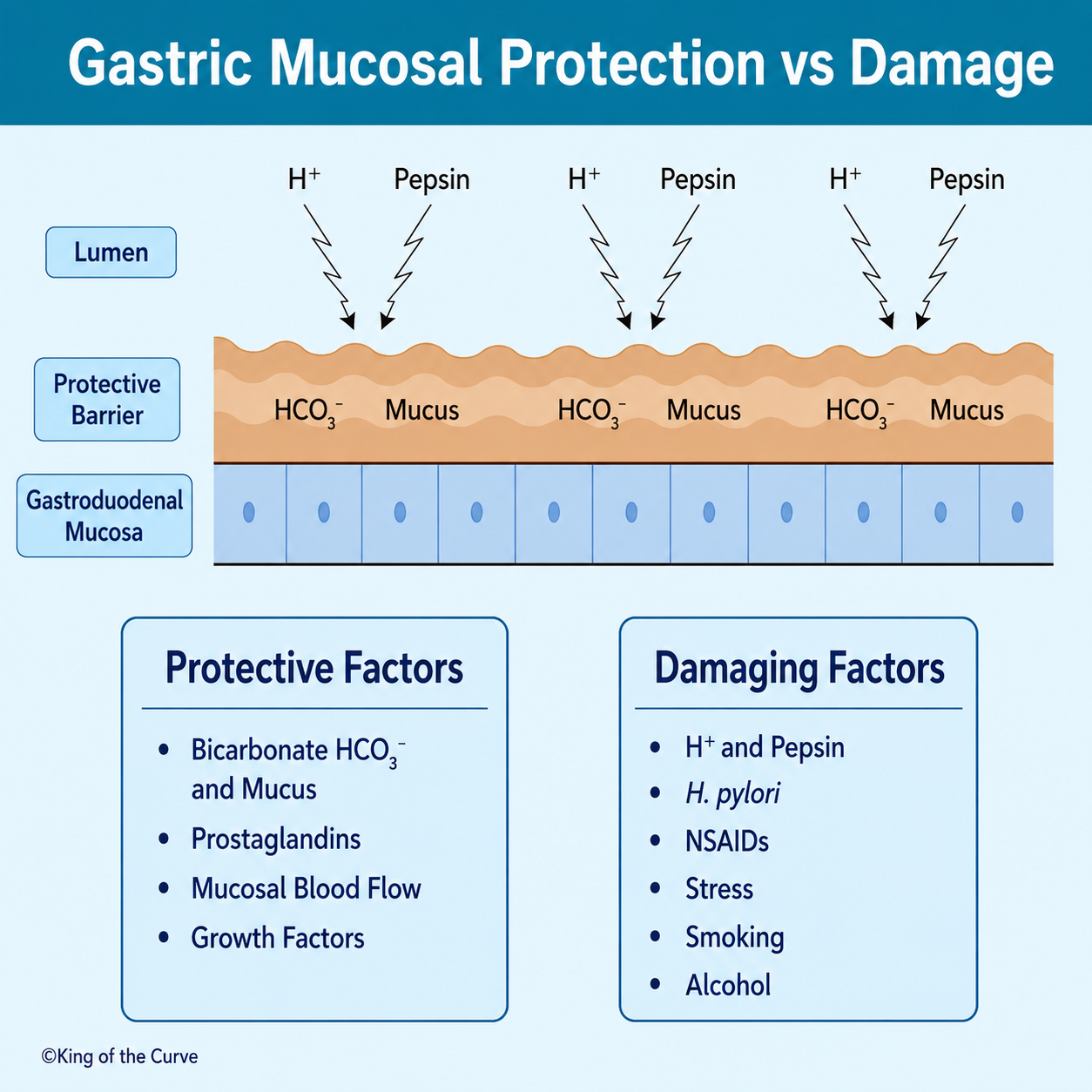 🛡️ Gastric Mucosal Protection vs Damage