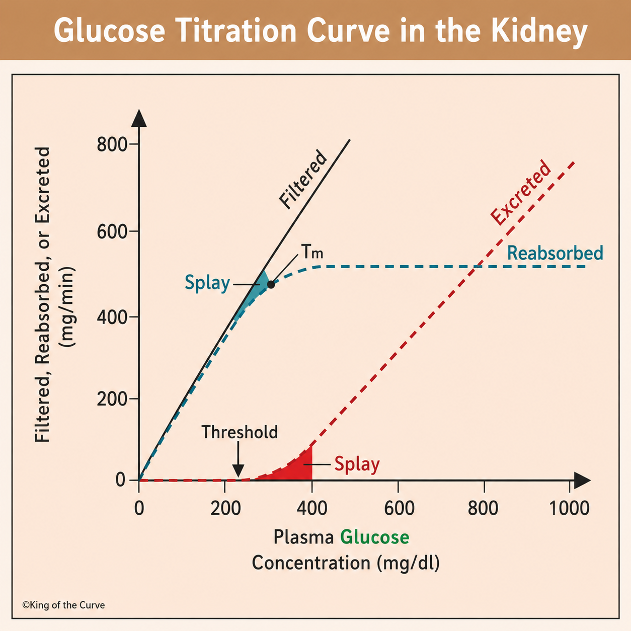 🩺 Glucose Titration Curve in the Kidney