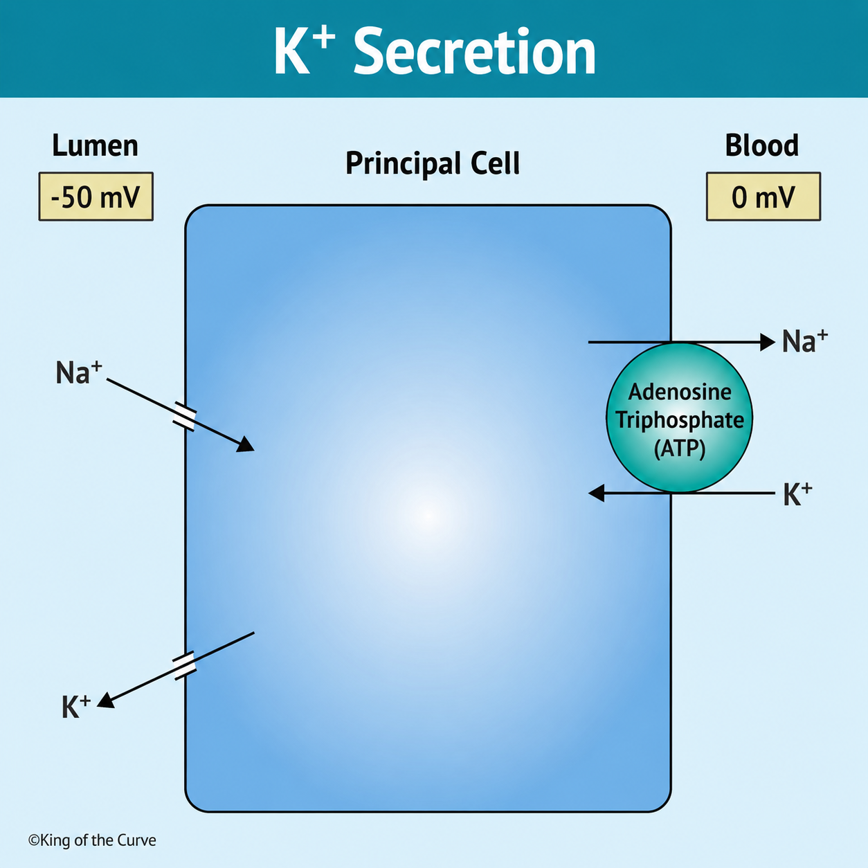 🧪 K⁺ Secretion in the Principal Cell