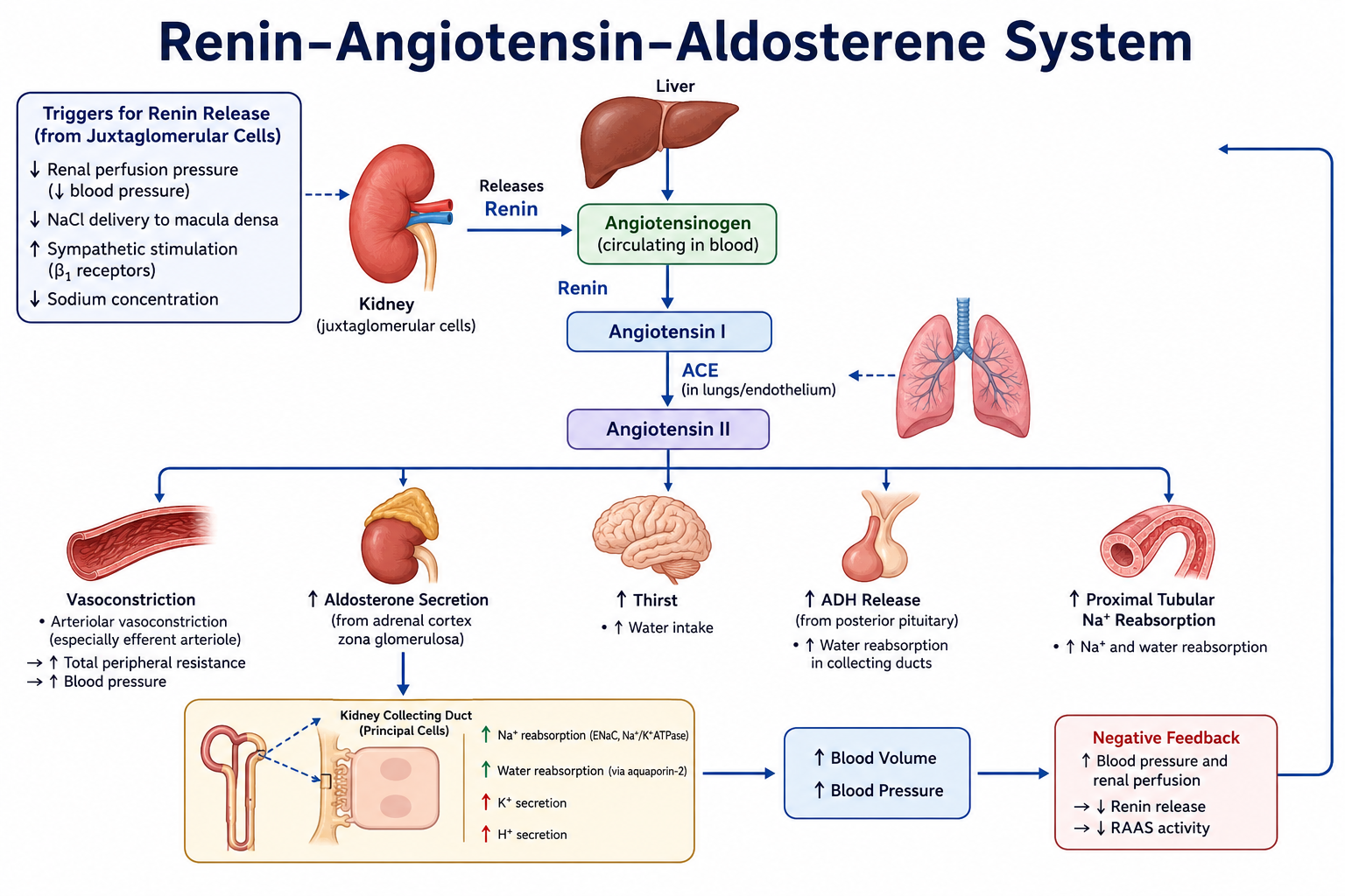 🧠 RAAS Pathway Explained: Master Renin-Angiotensin-Aldosterone for USMLE Step 1