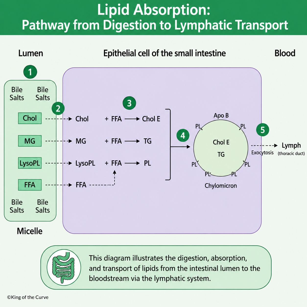 🧬 Lipid Absorption: Pathway from Digestion to Lymphatic Transport
