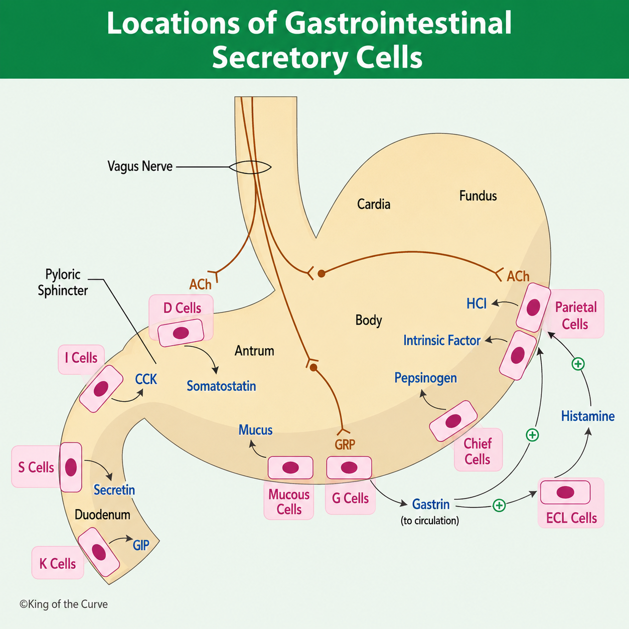 🩺 Locations of Gastrointestinal Secretory Cells: Functions, Hormones, and Clinical Significance