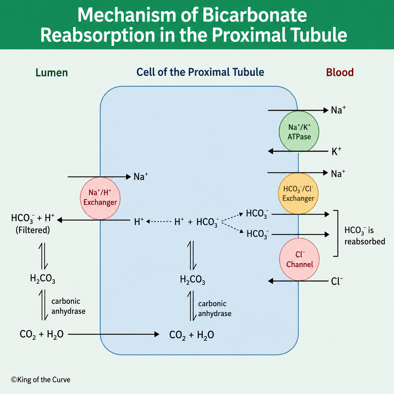 🩺 Mechanism of Bicarbonate Reabsorption in the Proximal Tubule