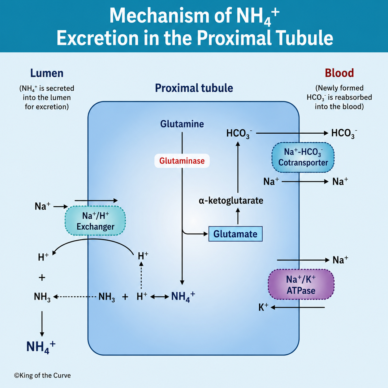 🧪 Mechanism of NH₄⁺ Excretion in the Proximal Tubule