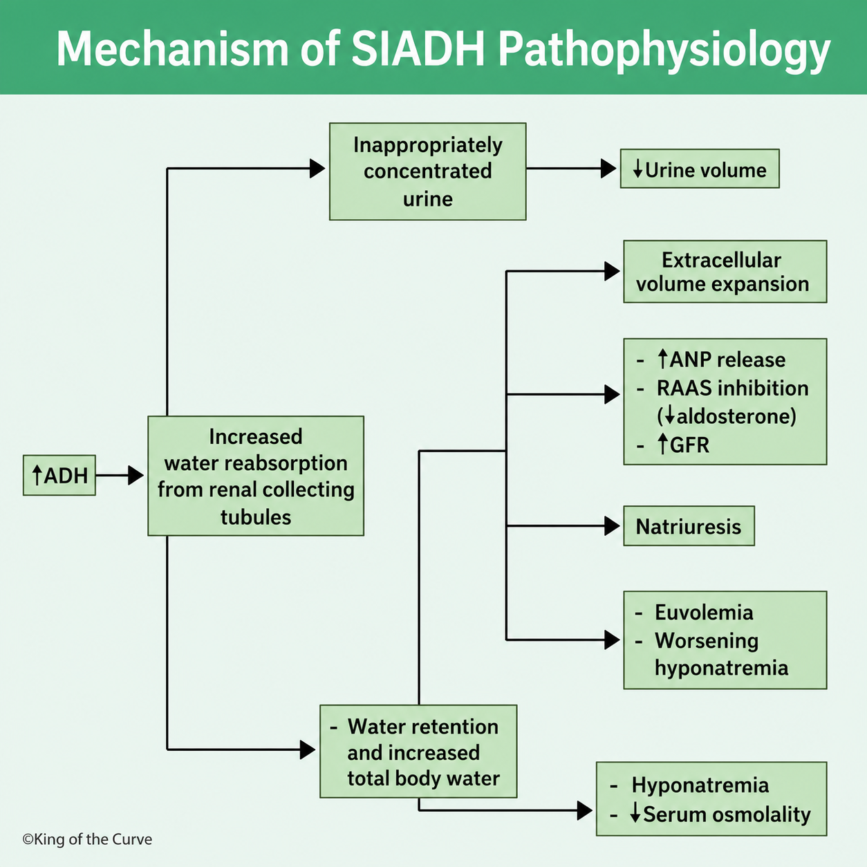 ✅ Understanding the Mechanism of SIADH Pathophysiology