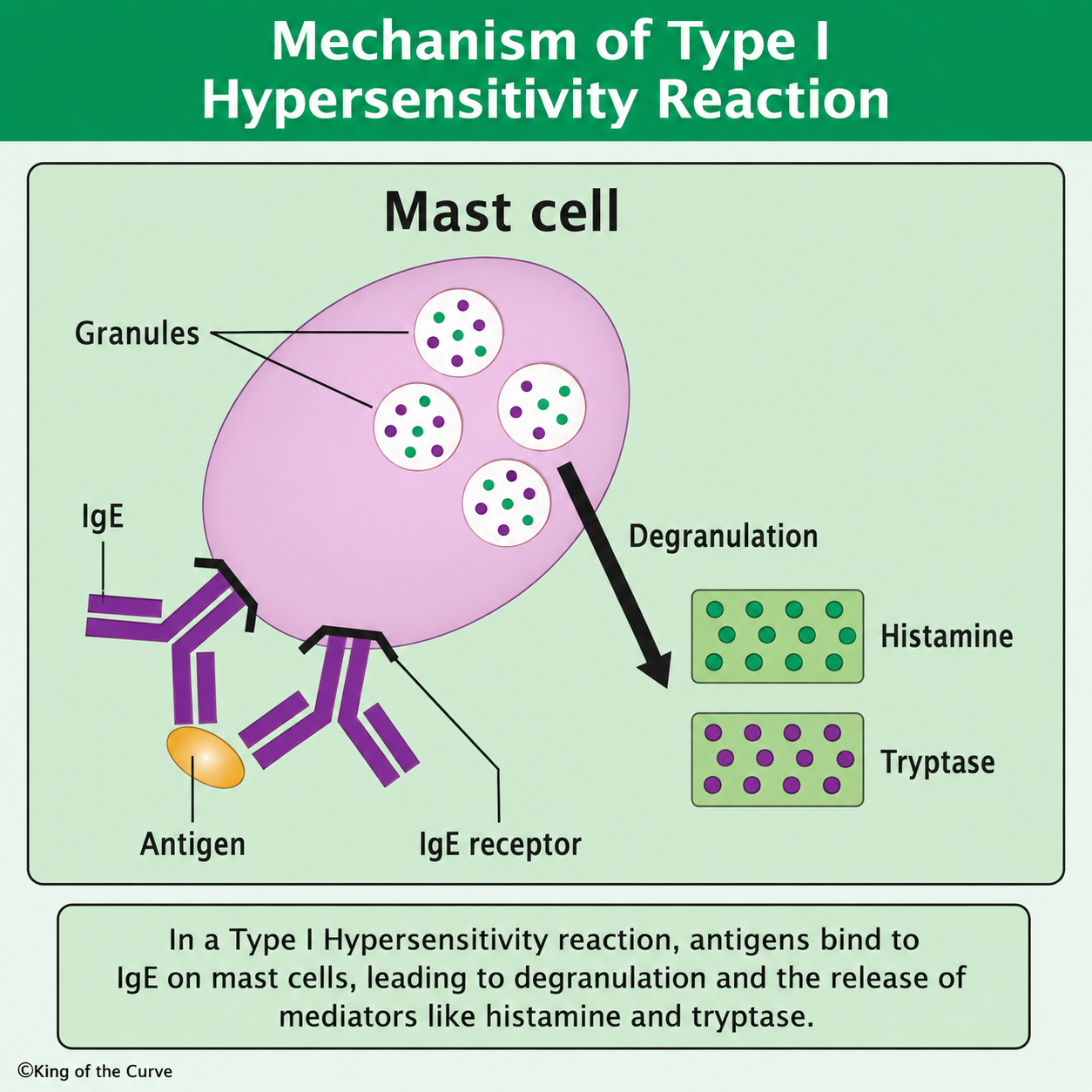 ✅ Understanding the Mechanism of Type I Hypersensitivity Reaction